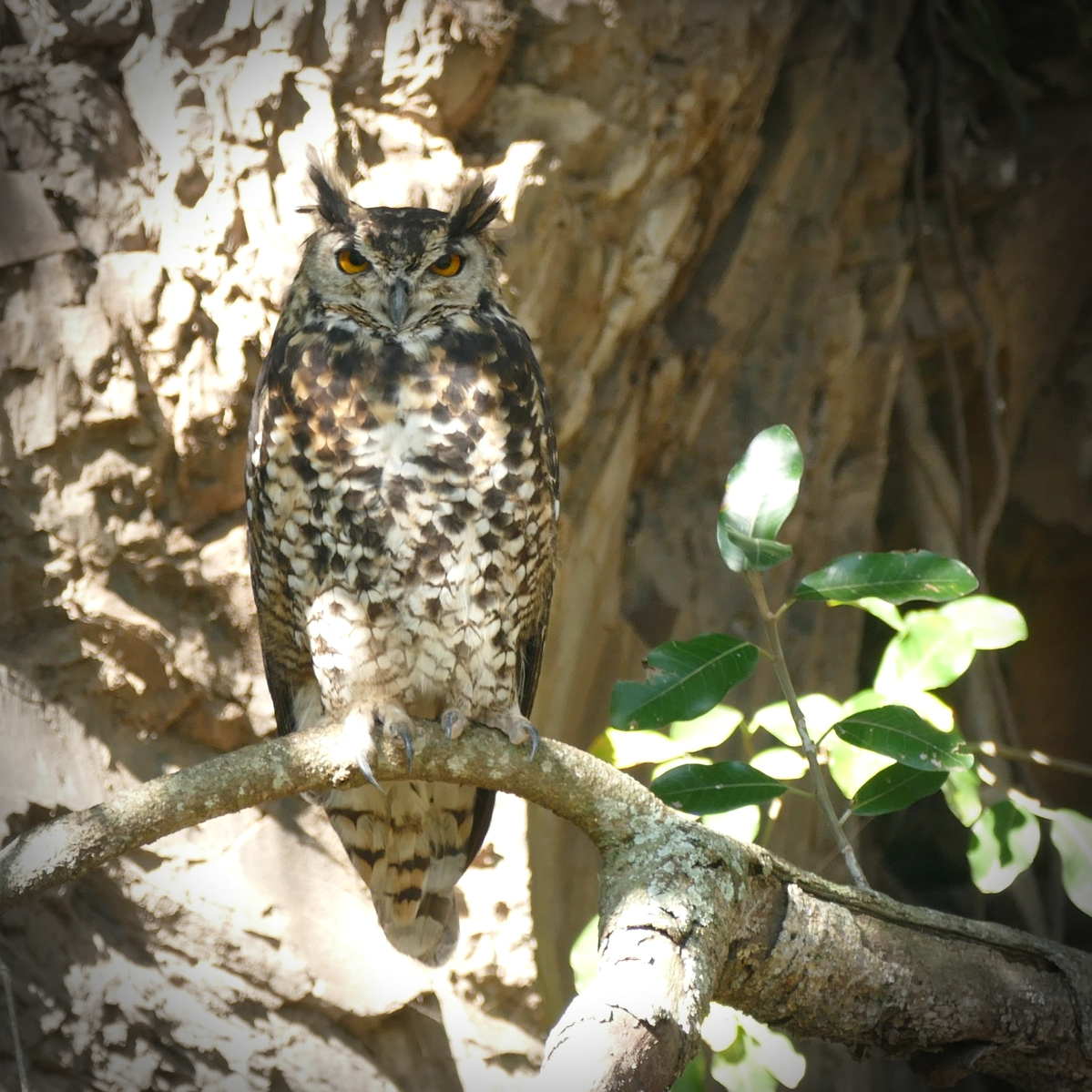 Day 225 Good Omens Audubon