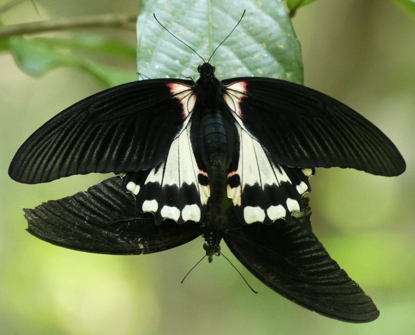 Day 297 Chocolate Hills of Bohol Audubon