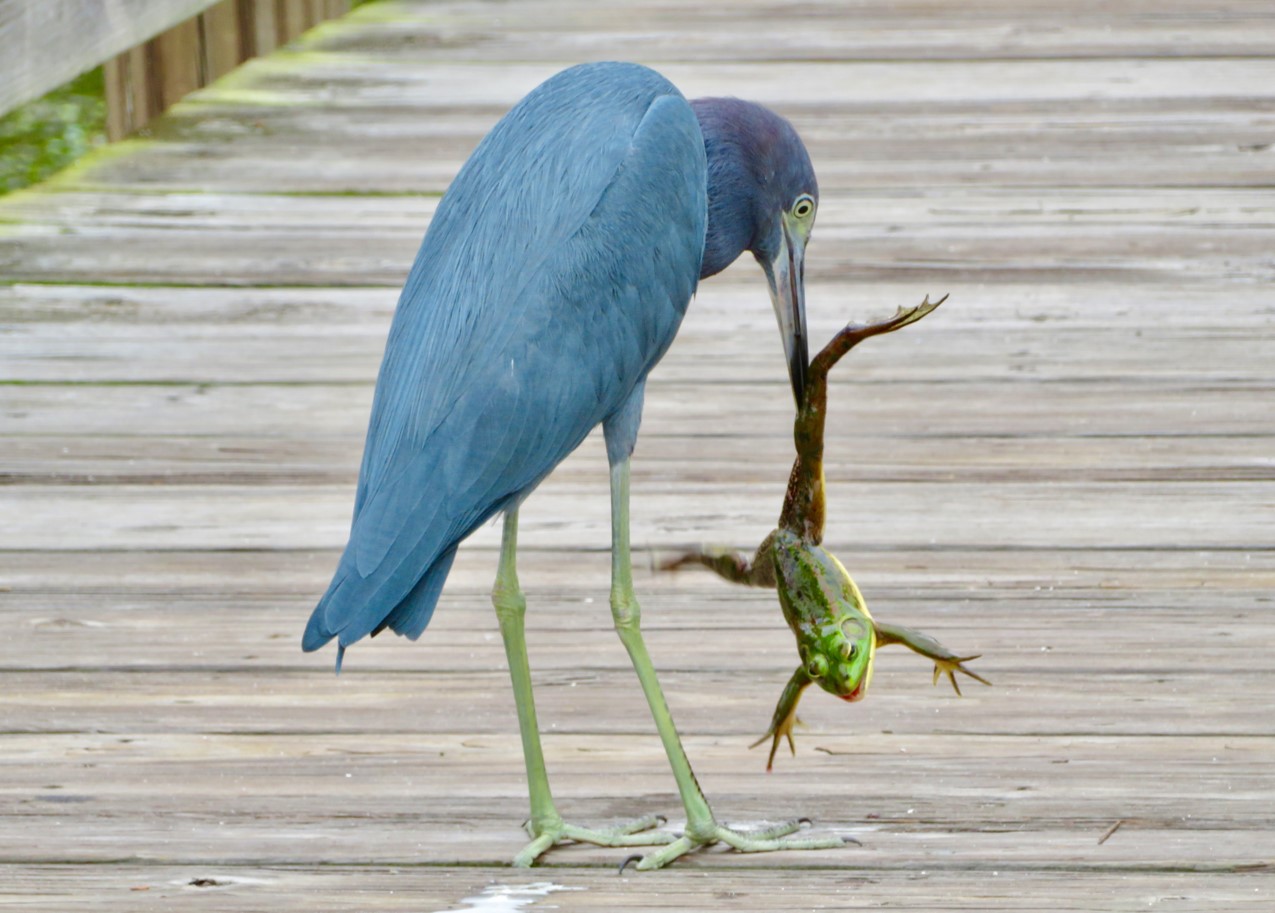 Little Blue Heron Little Blue Heron