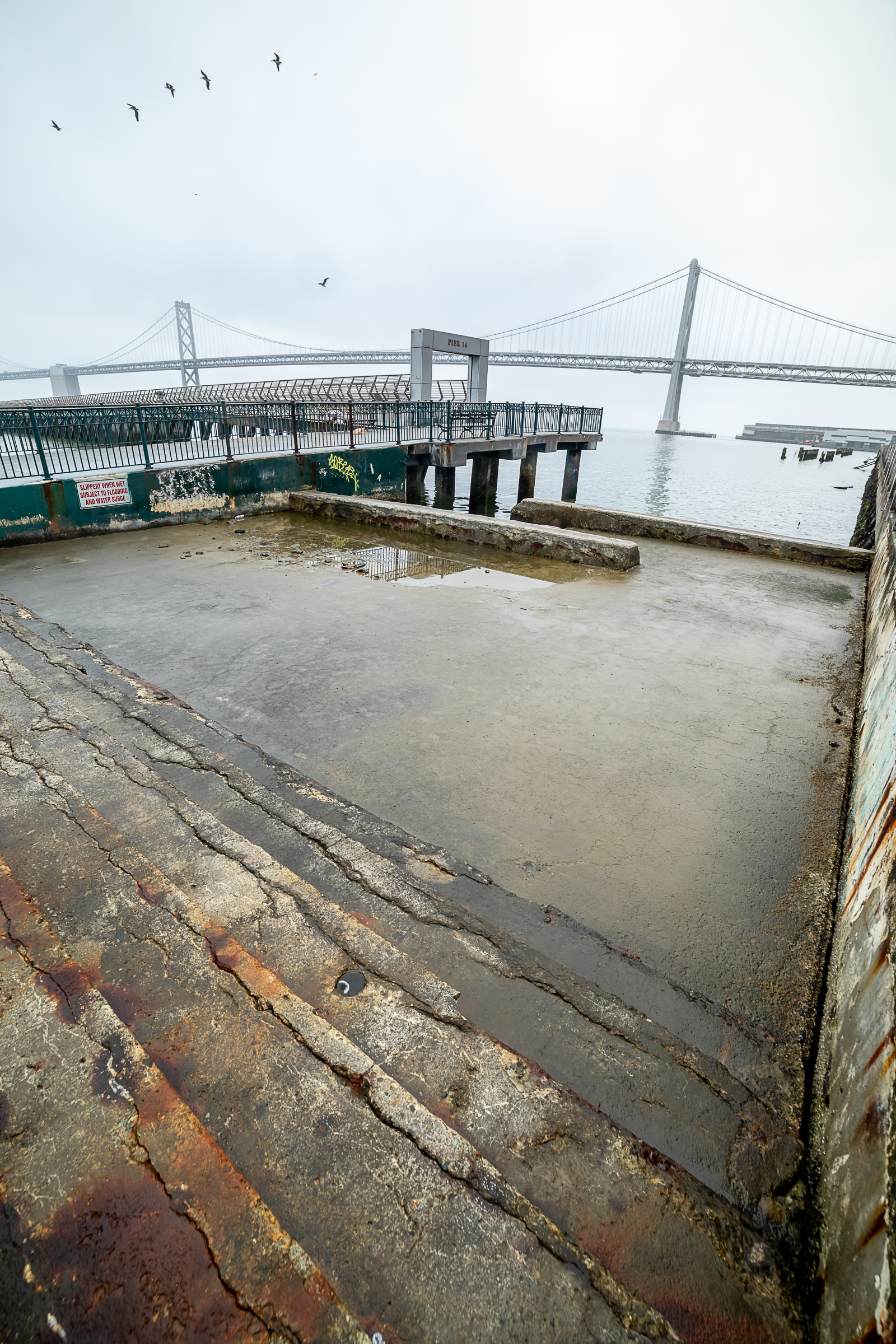 A small flock of birds flies over San Francisco coastal infrastructure: A cement loading dock and a seawall are pictured with the Bay Bridge in the background.