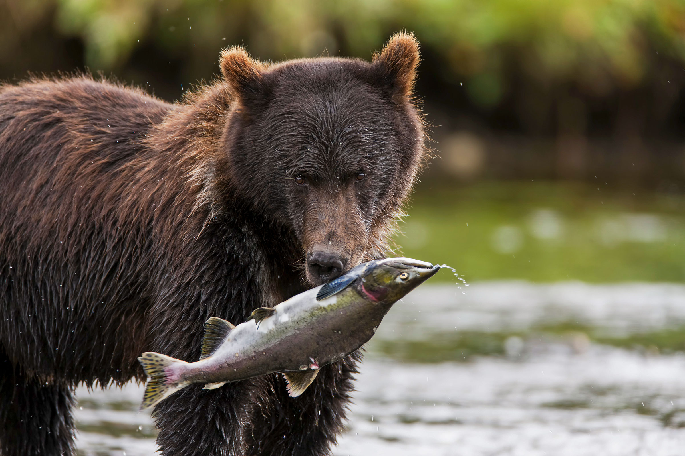 Admiralty Island brown bear. Ray Bulson/Alamy