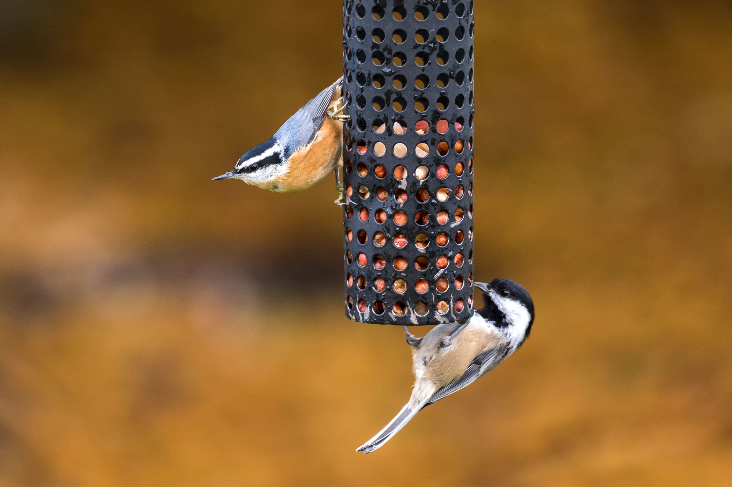 Why Are All Those Chickadees, Nuthatches, and Kinglets Hanging Out