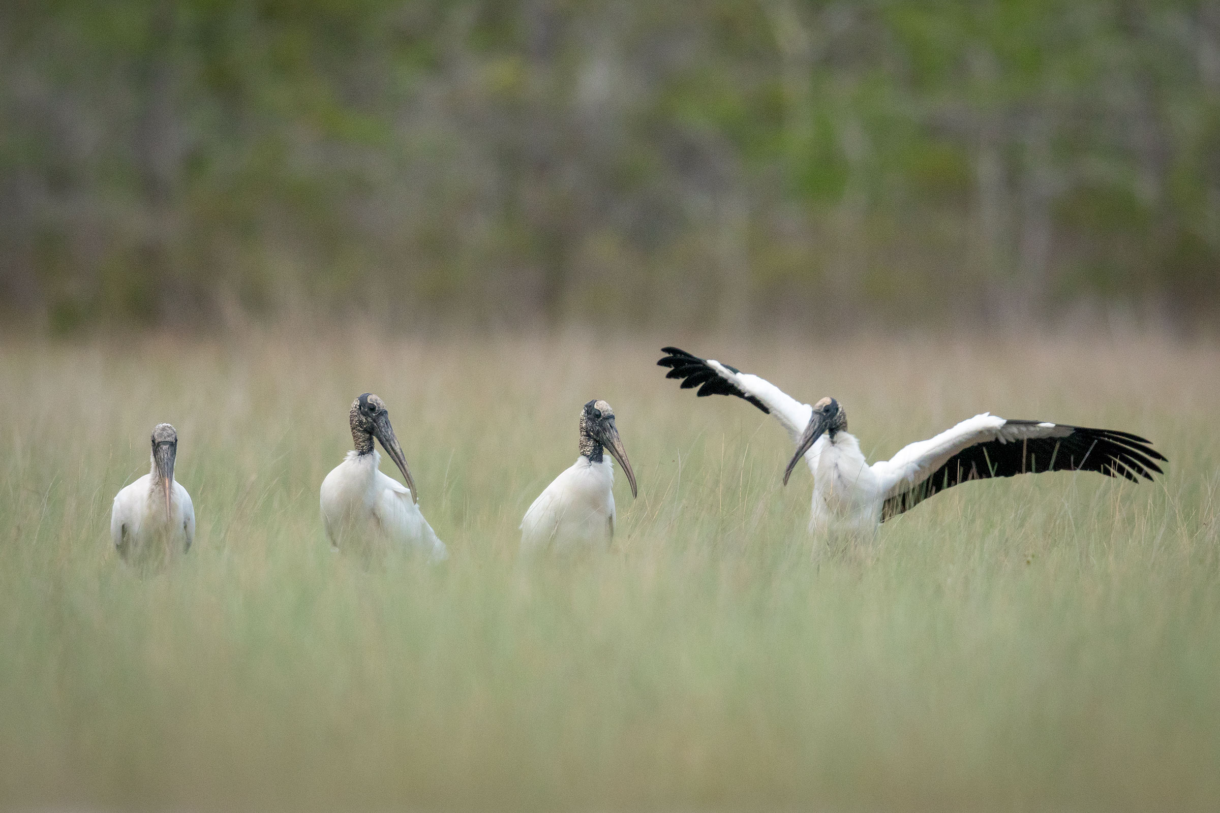 Wood Storks in the Everglades. Mac Stone