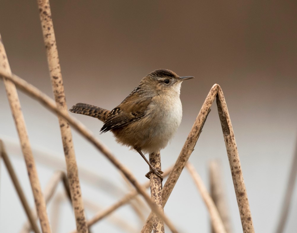 Marsh Wren Marsh Wren