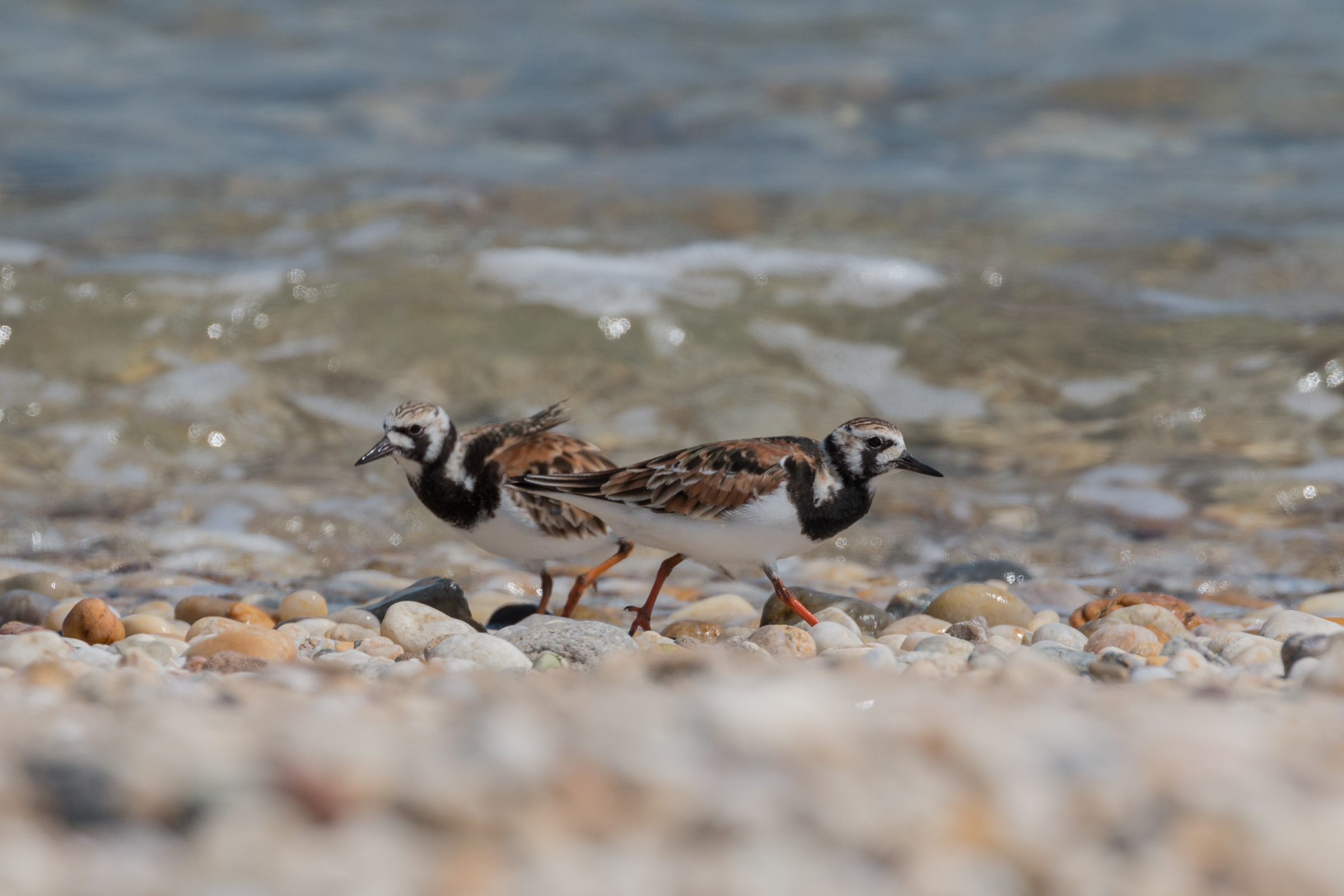 Two birds with mottled black, white, and rust-colored plumage stand on a rocky beach near water. Ruddy Turnstones stand on the shore. James Halsch/Audubon Photography Awards