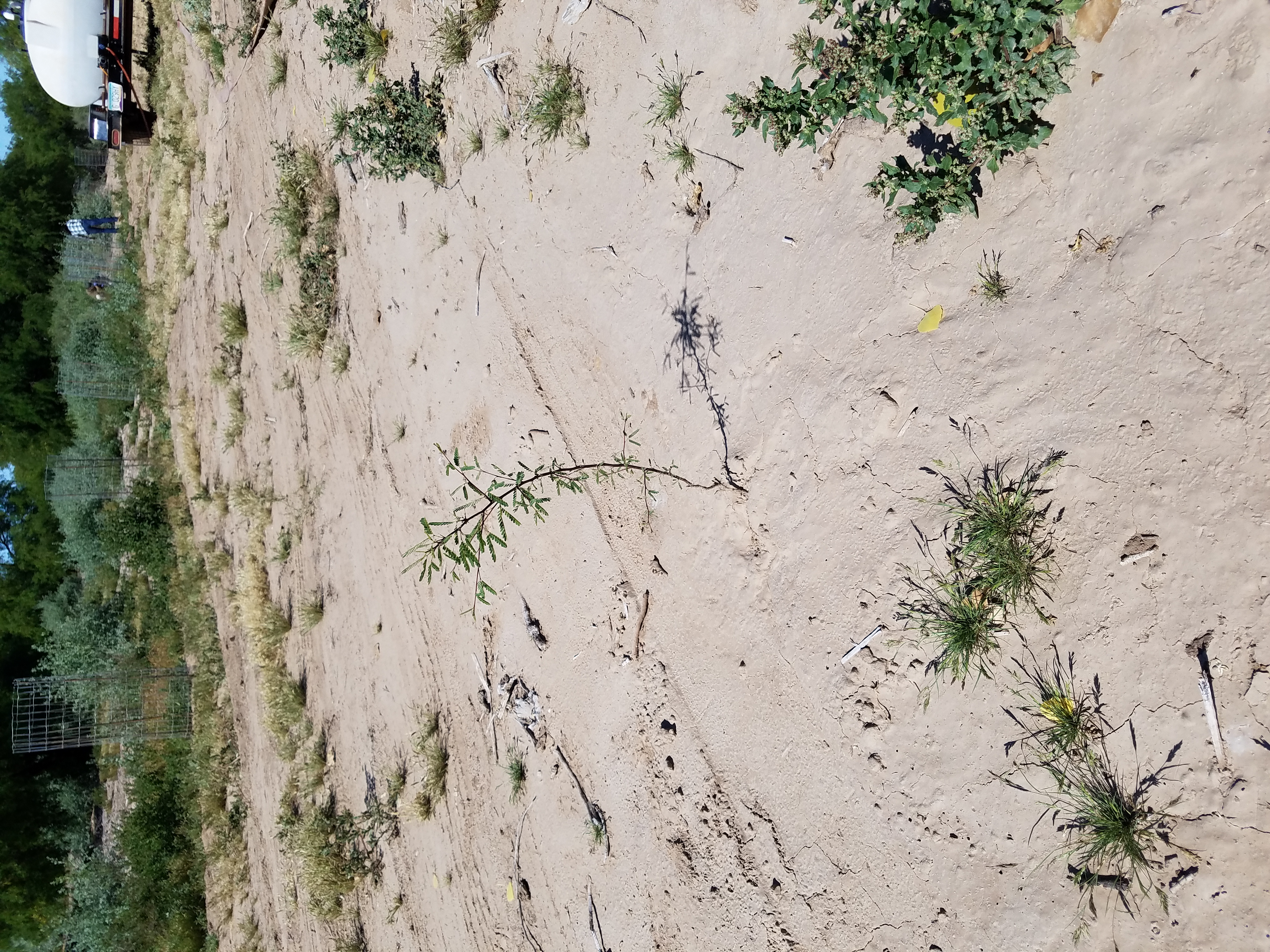 A young, spindly mesquire planting stands only two feet tall in parched Colorado River soil.  Behind the planting are older plantings protected with cages and behind those is healthy, dark green riparian habitat.