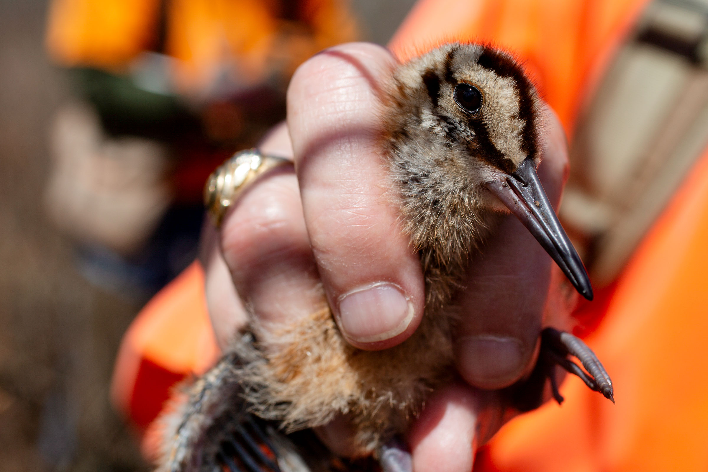 Volunteer Randy Strouse holds a woodcock chick before banding. The young birds are impeccably camouflaged and can run around just hours after hatching. Mackenzie Brockman