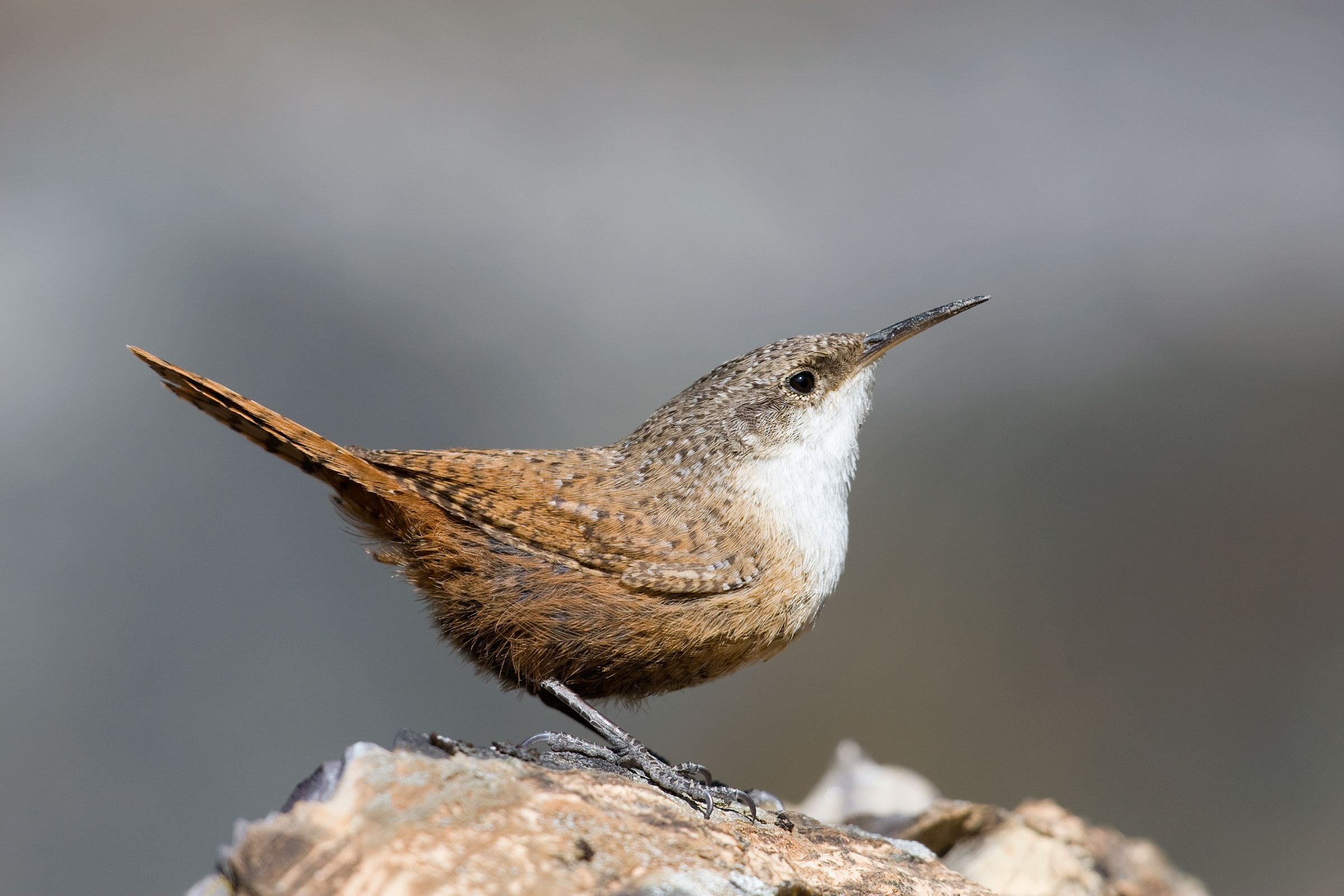 Canyon Wren. Donald M. Jones/Minden Pictures