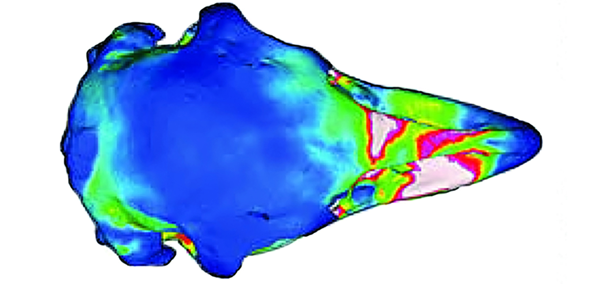 White and red regions on the Upland Moa's skull revealed levels of high stress while the feeding animation was running. Blue marked levels of very low, optimal stress. Digital Graphic: Courtesy of Marie Attard and The Royal Society Publishing