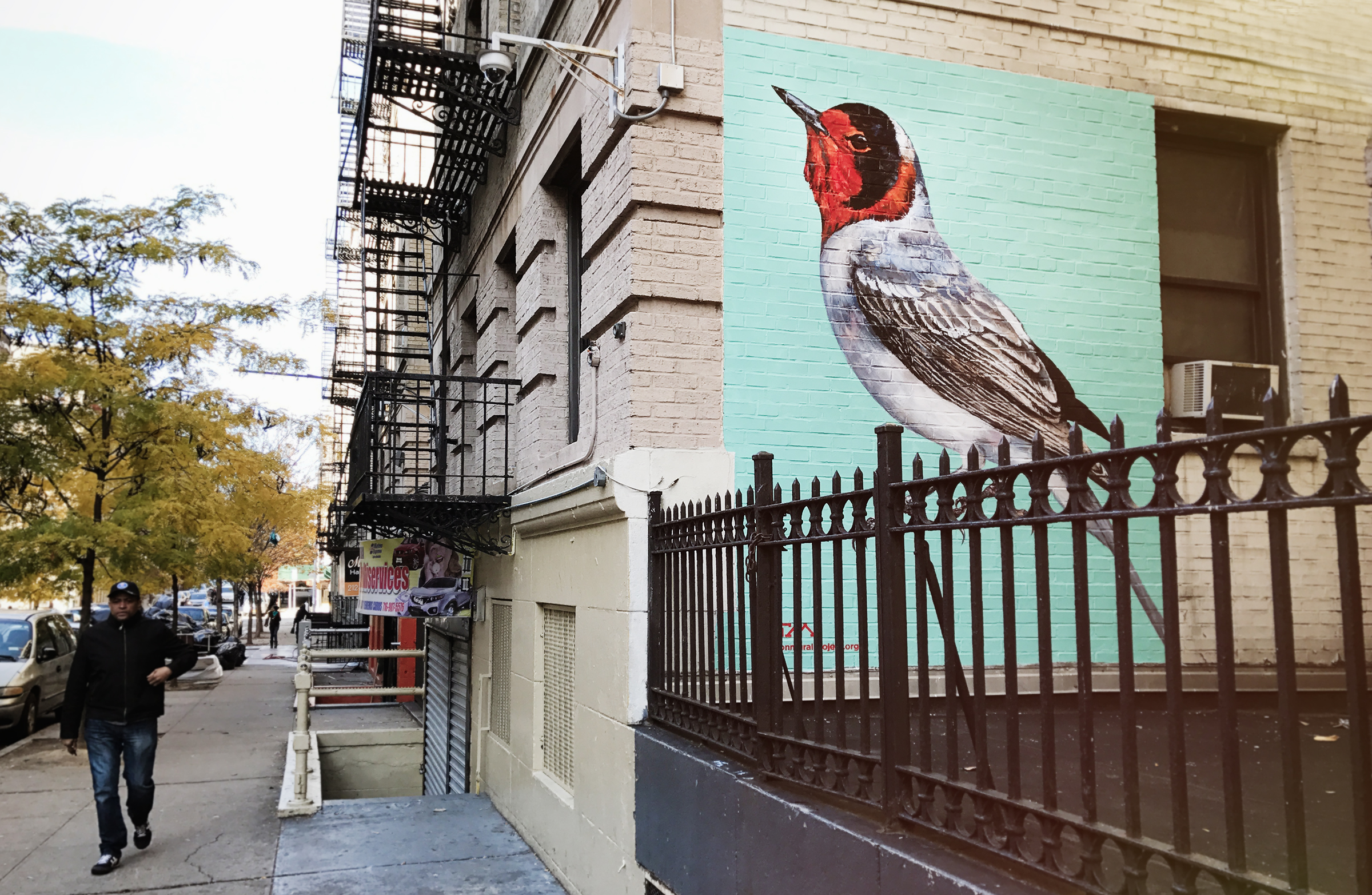 Red-faced Warbler by ATM, located on 601 West 162 St. in New York City. Mike Fernandez/Audubon