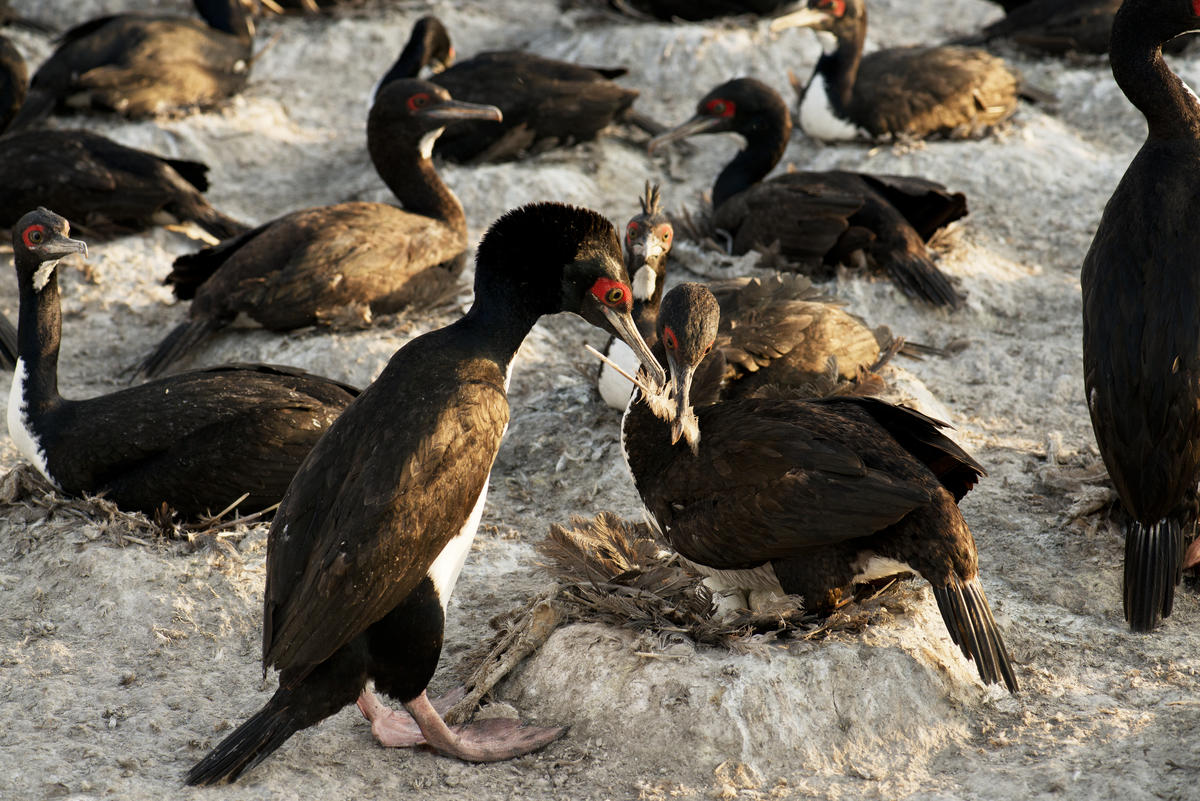Nesting Guanay Cormorants in Punta San Juan, Peru. Mauricio Handler/National Geographic Image Collection