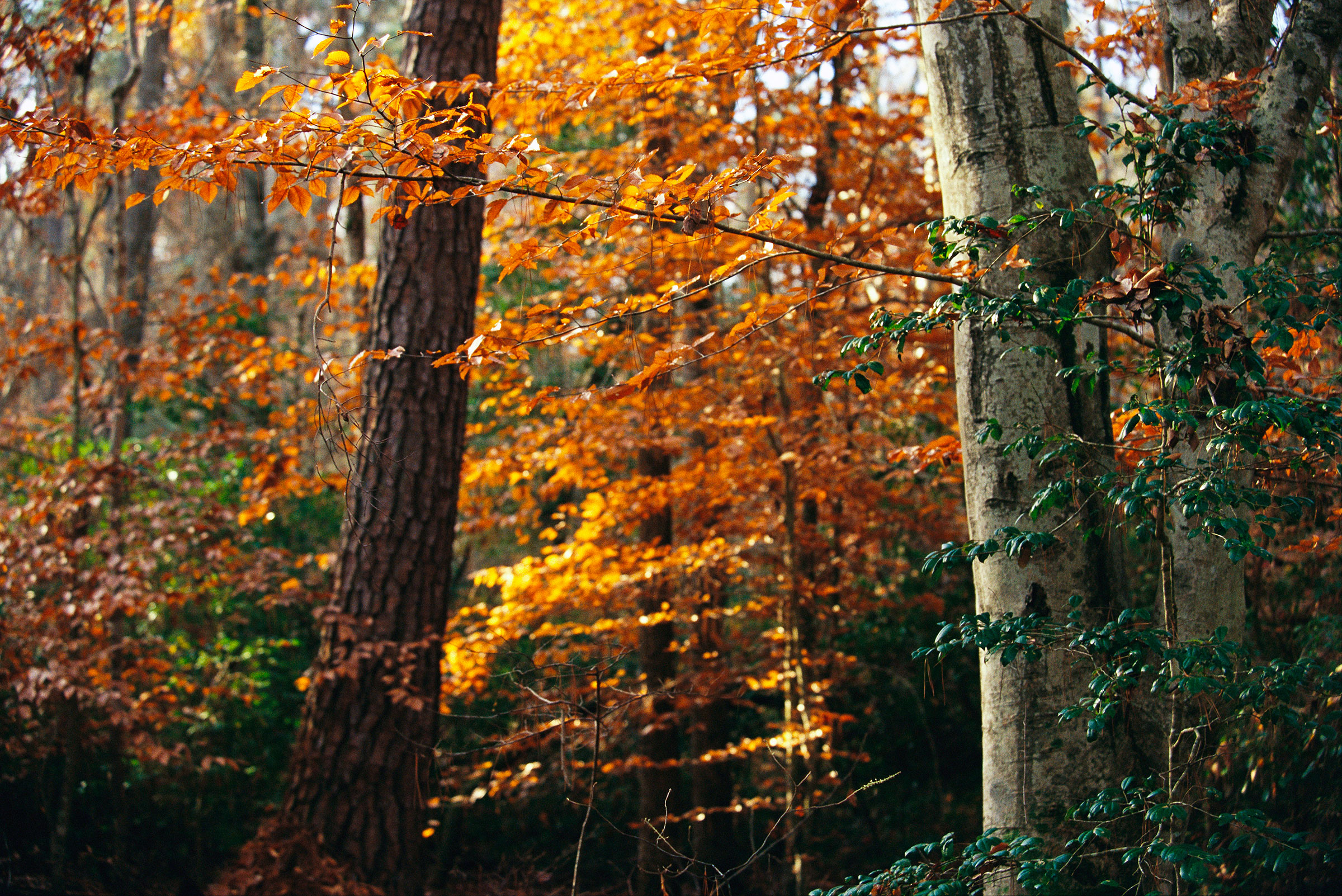 American beech (front right) in full autumnal display. Raymond Gehman/National Geographic Creative