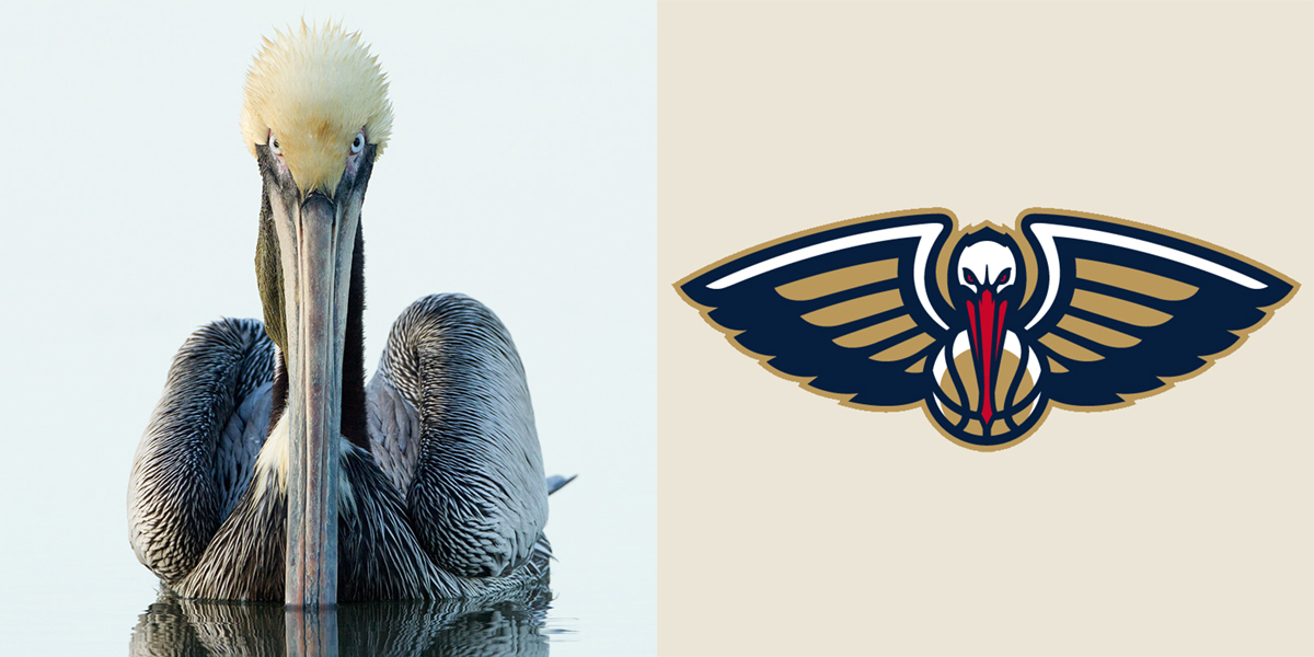 Left: Brown Pelican. Roger Williams/Audubon Photography Awards. Right: New Orleans Pelicans logo