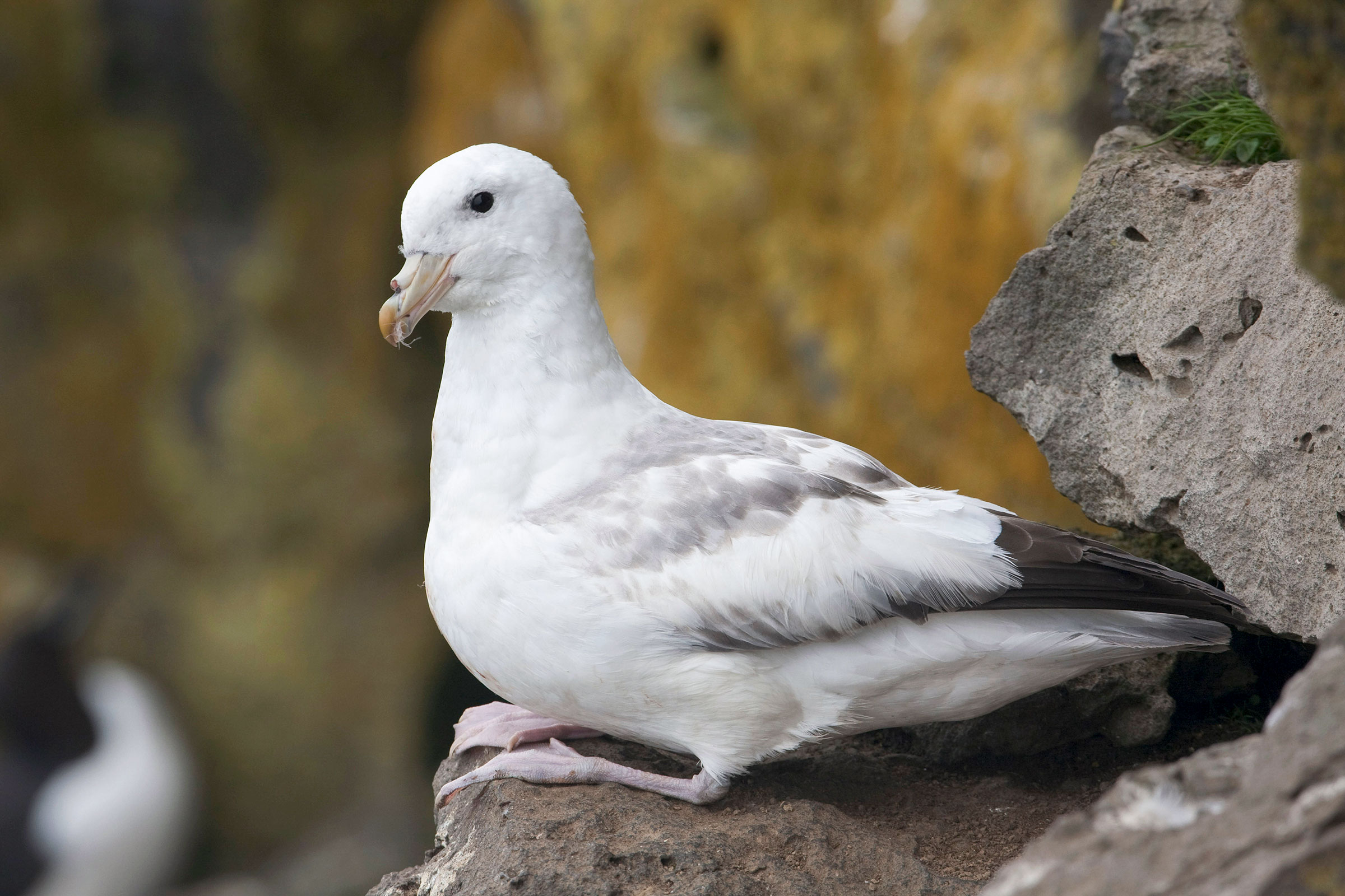 Northern Fulmar in the Pribilof Islands, Bering Sea. Its odd beak appendage is a salt gland that secretes excess salt taken in when drinking large volumes of seawater. Design Pics Inc/Alamy