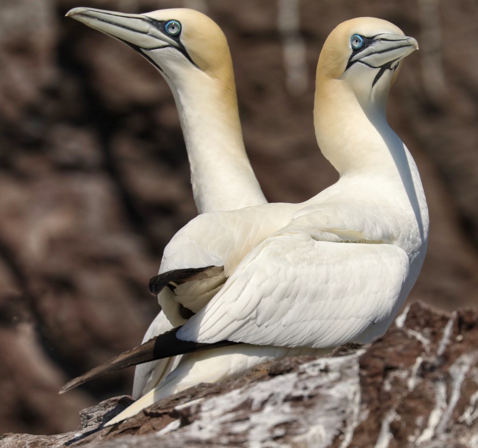 Northern Gannets Northern Gannets