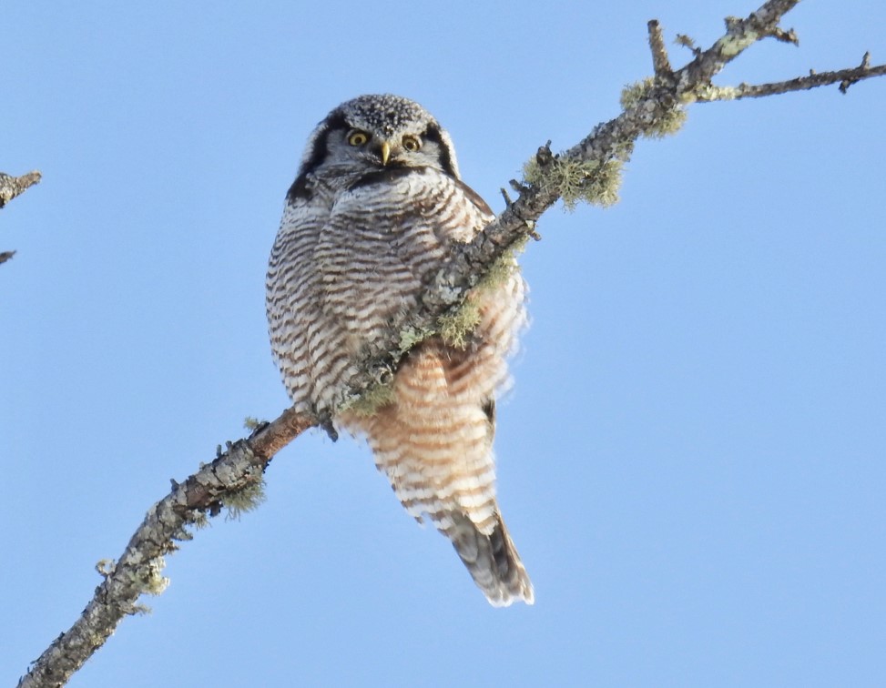 Northern Hawk Owl Northern Hawk Owl