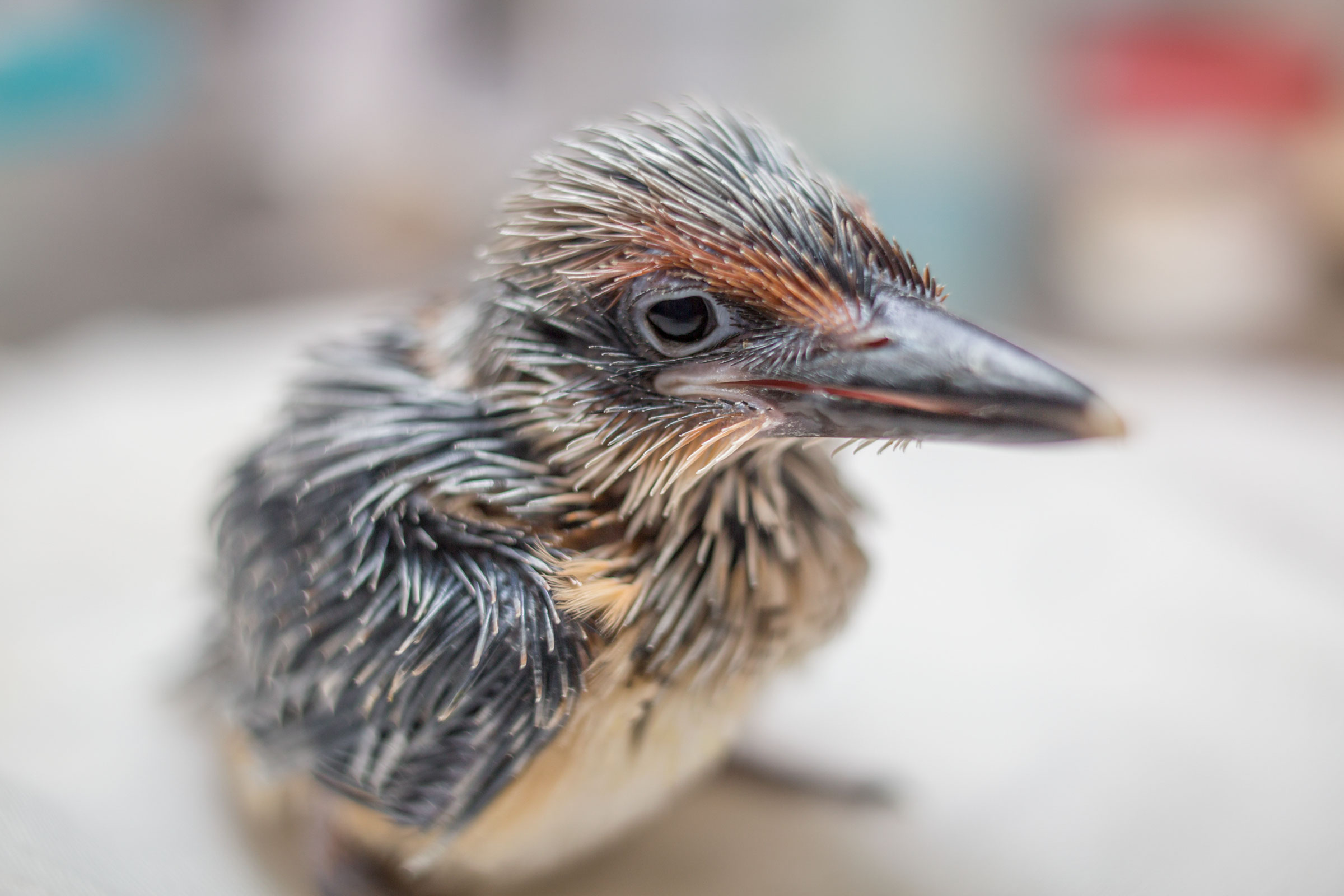 A baby bird with spiky brown feathers and a large head and beak sits on a table, the background out of focus. A baby bird with spiky brown feathers and a large head and beak sits on a table, the background out of focus.