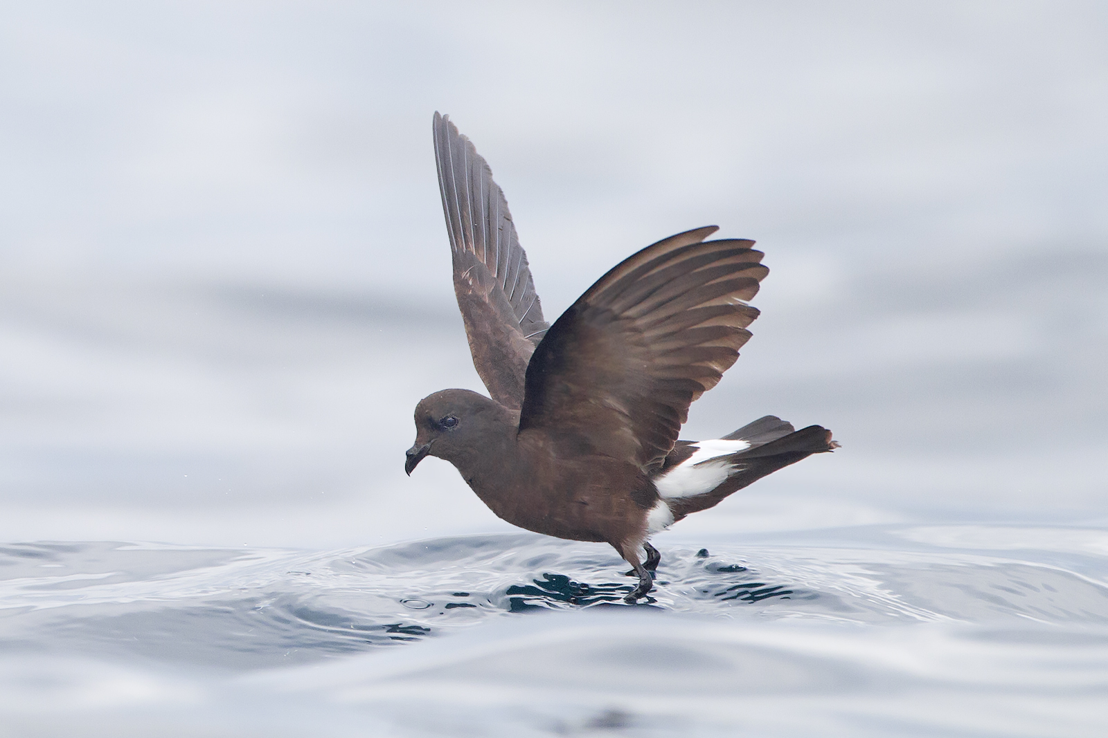Wilson's Storm Petrel Wilson's Storm Petrel. Wilson's Storm-Petrel. JJ Harrison/Creative Commons