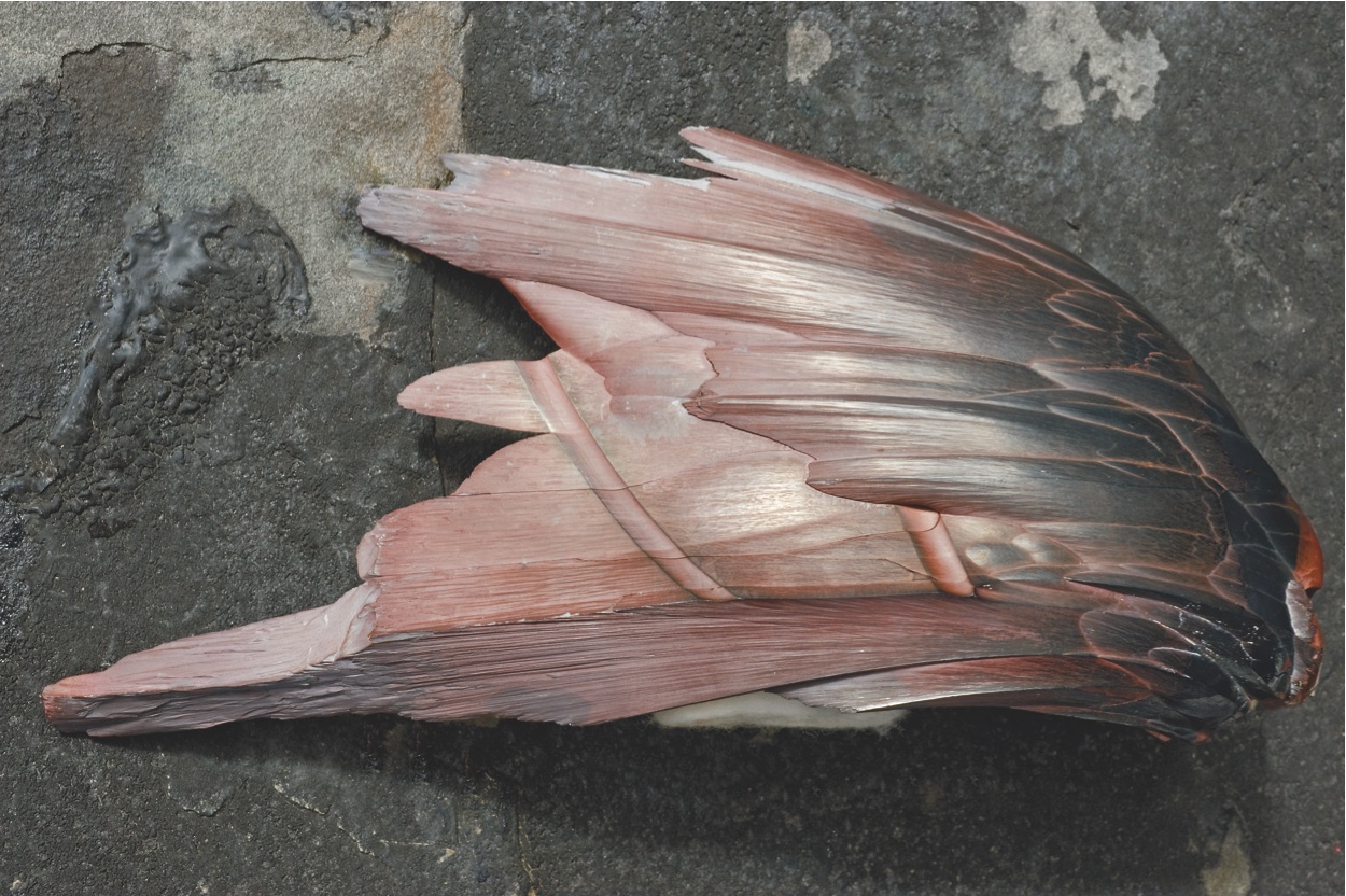 Faux Feathers Incredible Hunk of Hematite Mimics Bird Wing Audubon