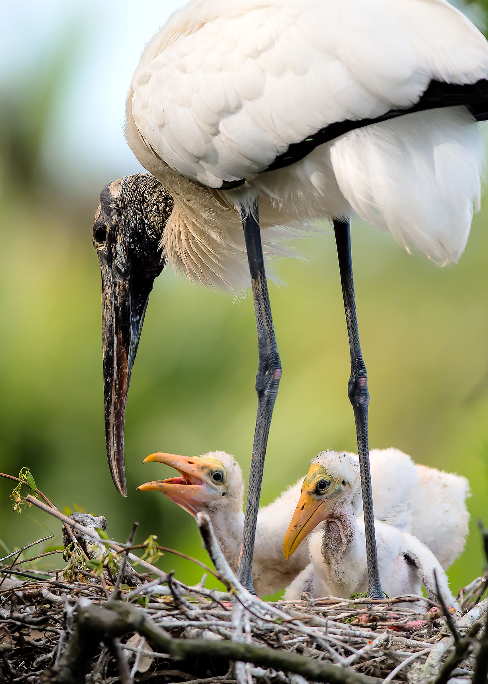 Wood Storks. Jeffrey Karnes/Audubon Photography Awards