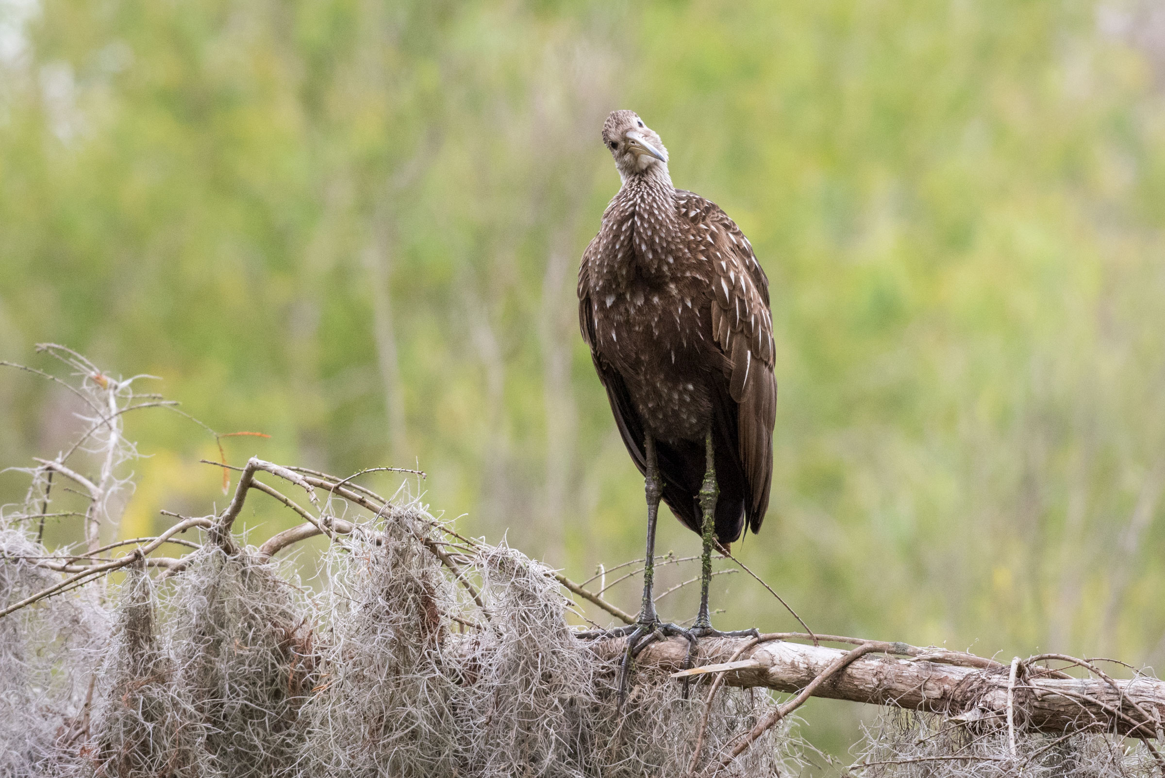 Limpkin. Ellen Nelson/Audubon Photography Awards