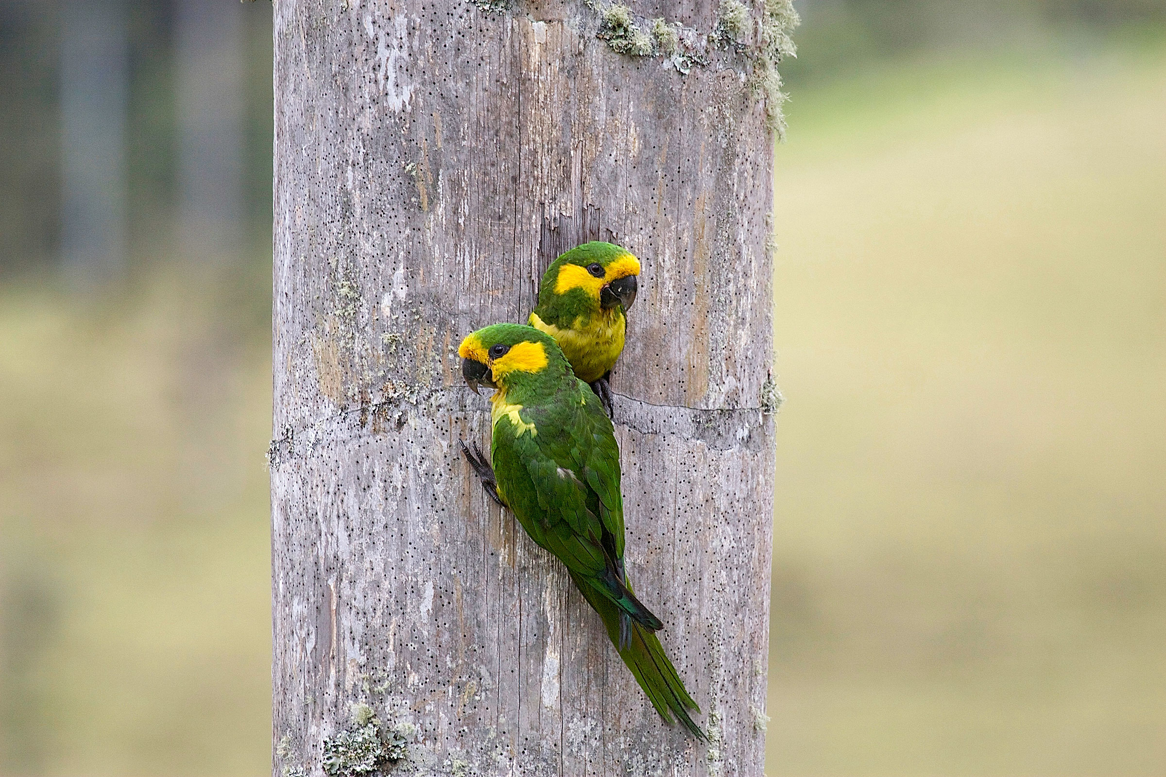 Yellow-eared Parrots in the cavity of a Quindío wax palm. Benjamin Freeman