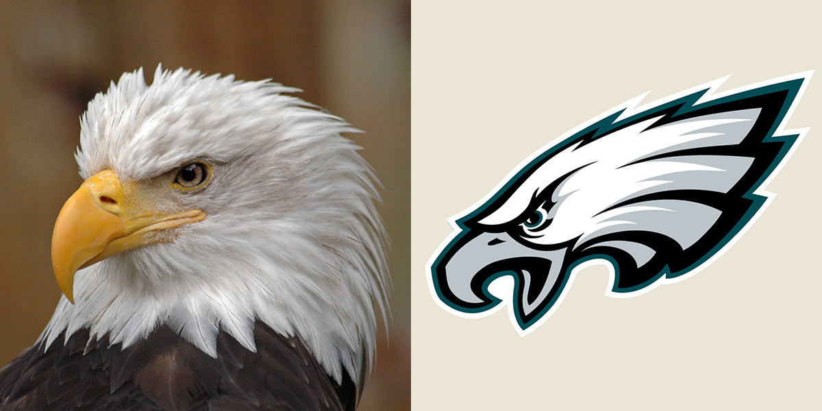 Left: Bald Eagle. Clyde Dexter/Audubon Photography Awards. Right: Philadelphia Eagles logo