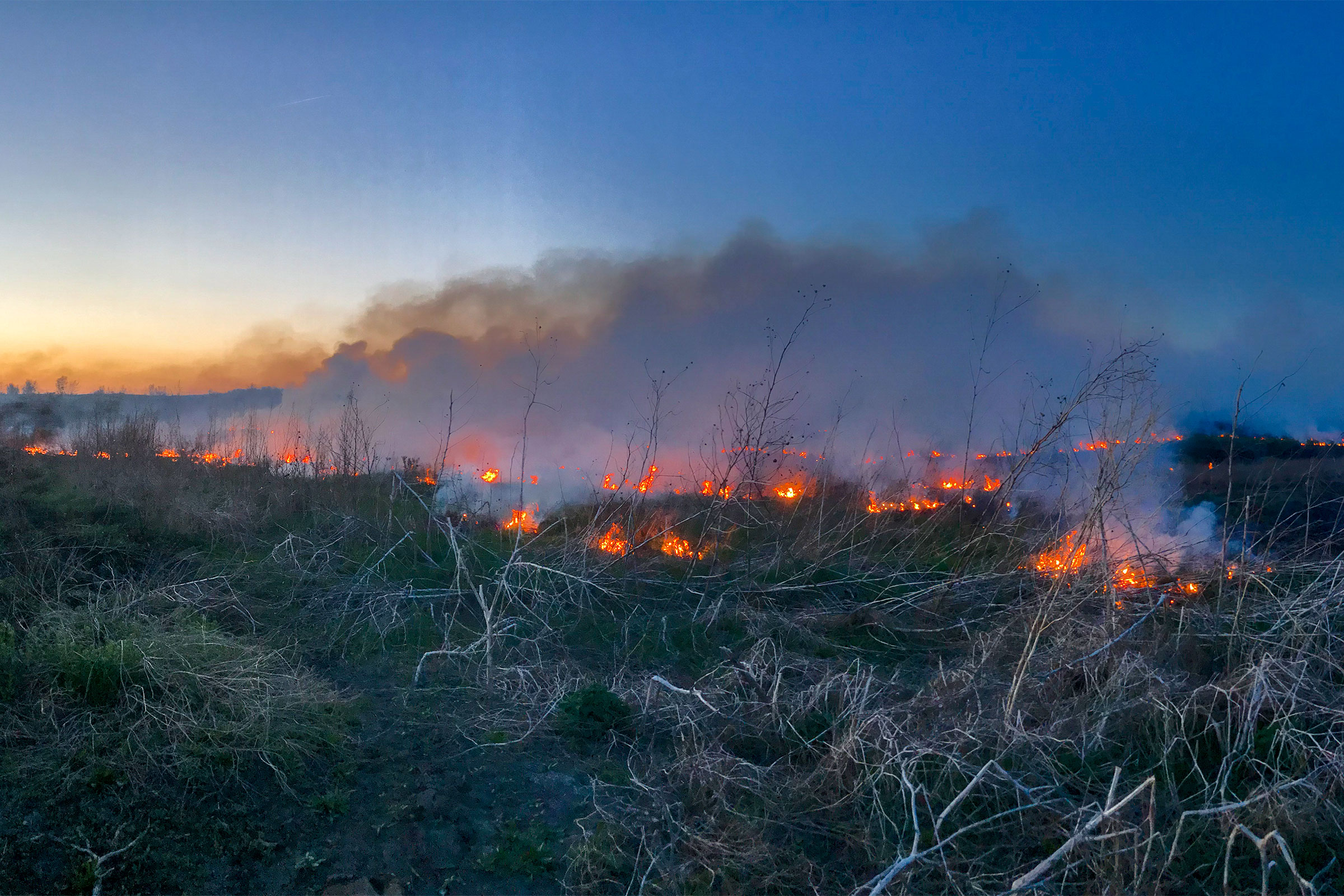 Another Consequence of Suppressing Wildfire Trees Are Invading the