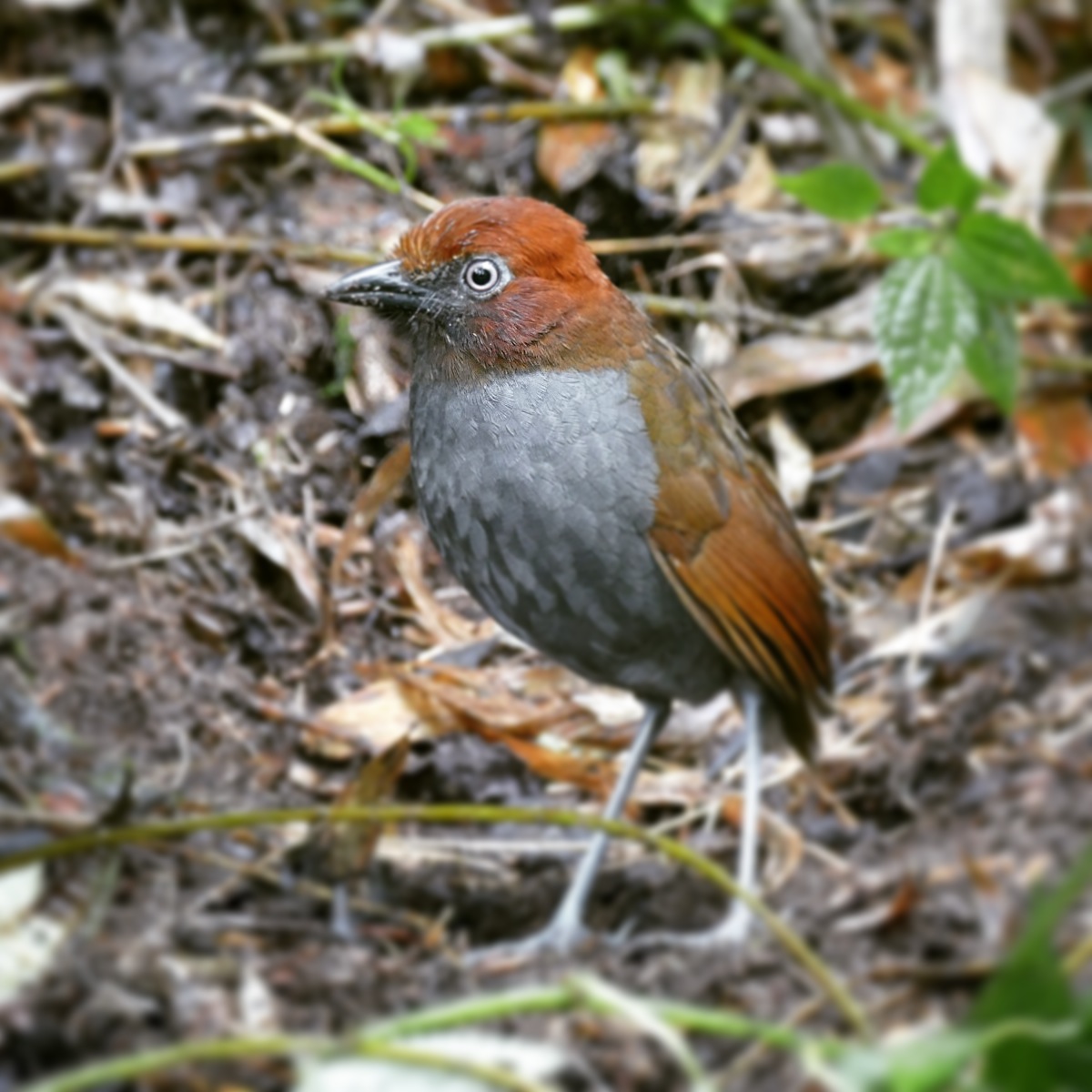 A Chestnut-naped Antpitta hops out of the bushes for its daily worms. Noah Strycker