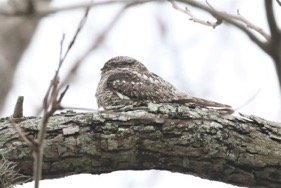 Common Nighthawk Bob Friedrichs/Christmas Bird Count