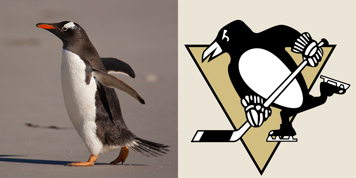Left: Gentoo Penguin. Philip Long/Audubon Photography Awards. Right: Pittsburgh Penguins logo
