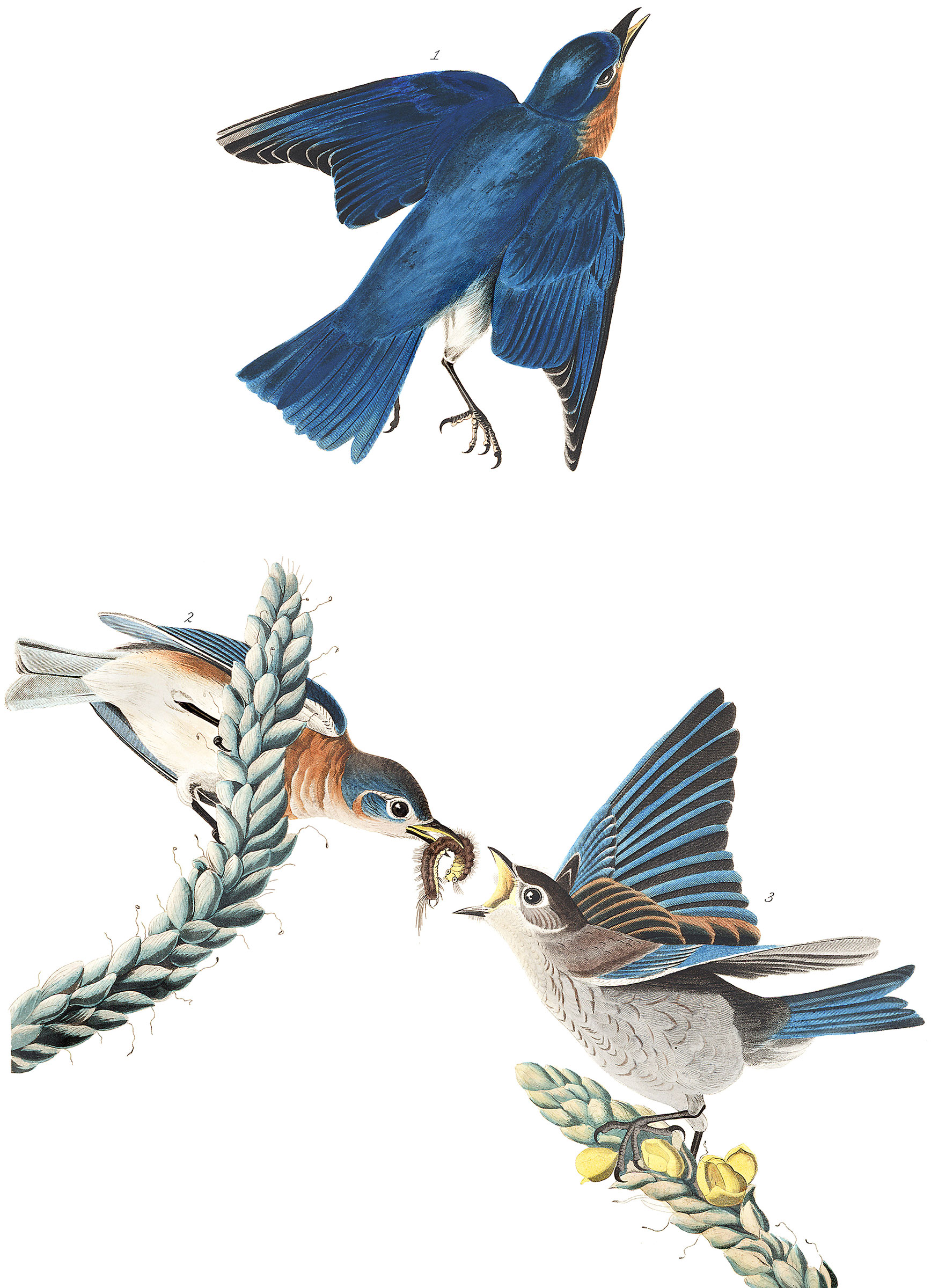 Illustration: John James Audubon