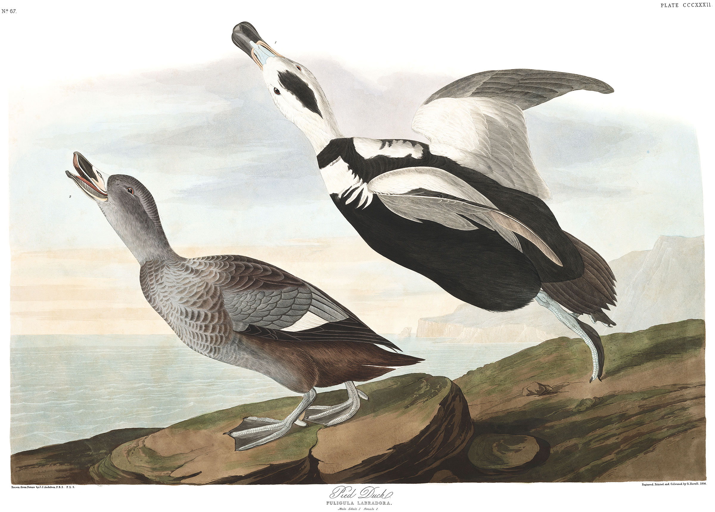 Labrador Duck. Illustration: Courtesy of the John James Audubon Center at Mill Grove, Montgomery County Audubon Collection, and Zebra Publishing