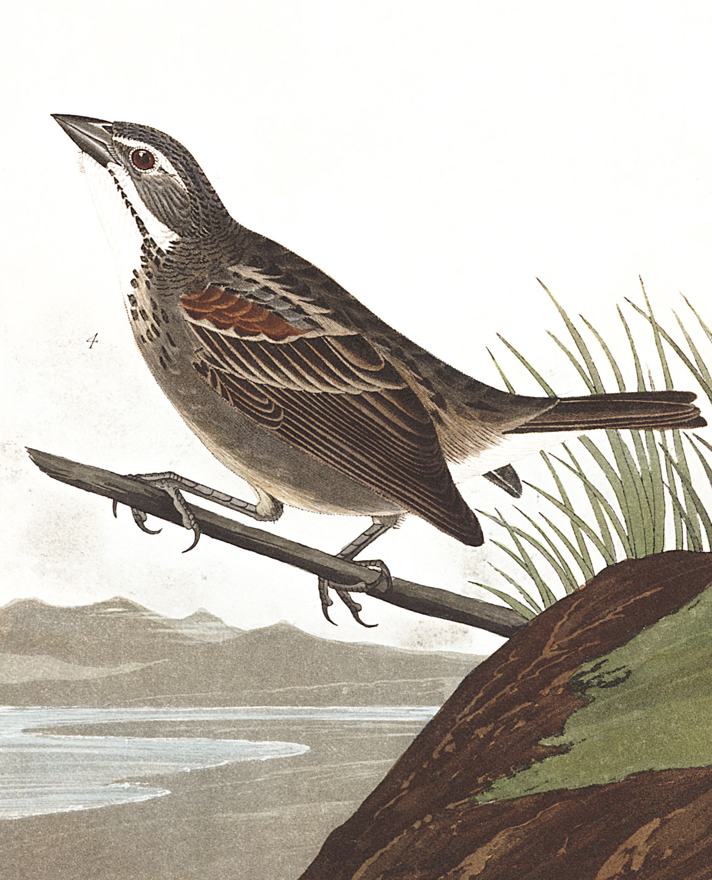 Townsend's Bunting. Illustration: John James Audubon