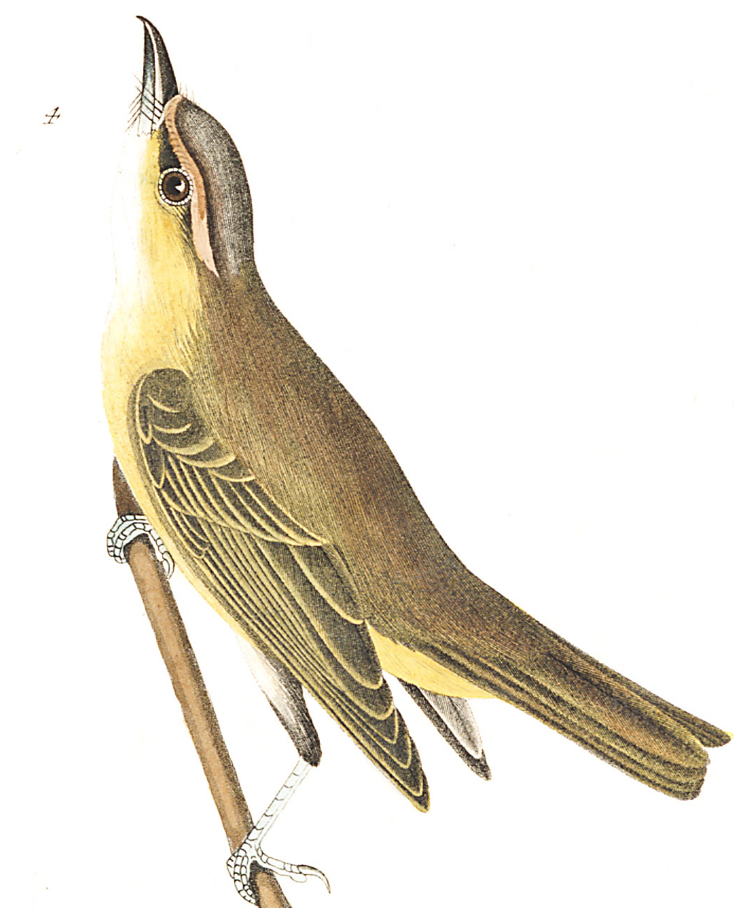 Bartram's Vireo. Illustration: John James Audubon