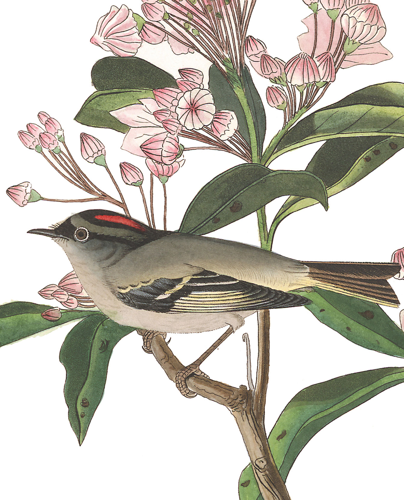Cuvier's Kinglet. Illustration: John James Audubon