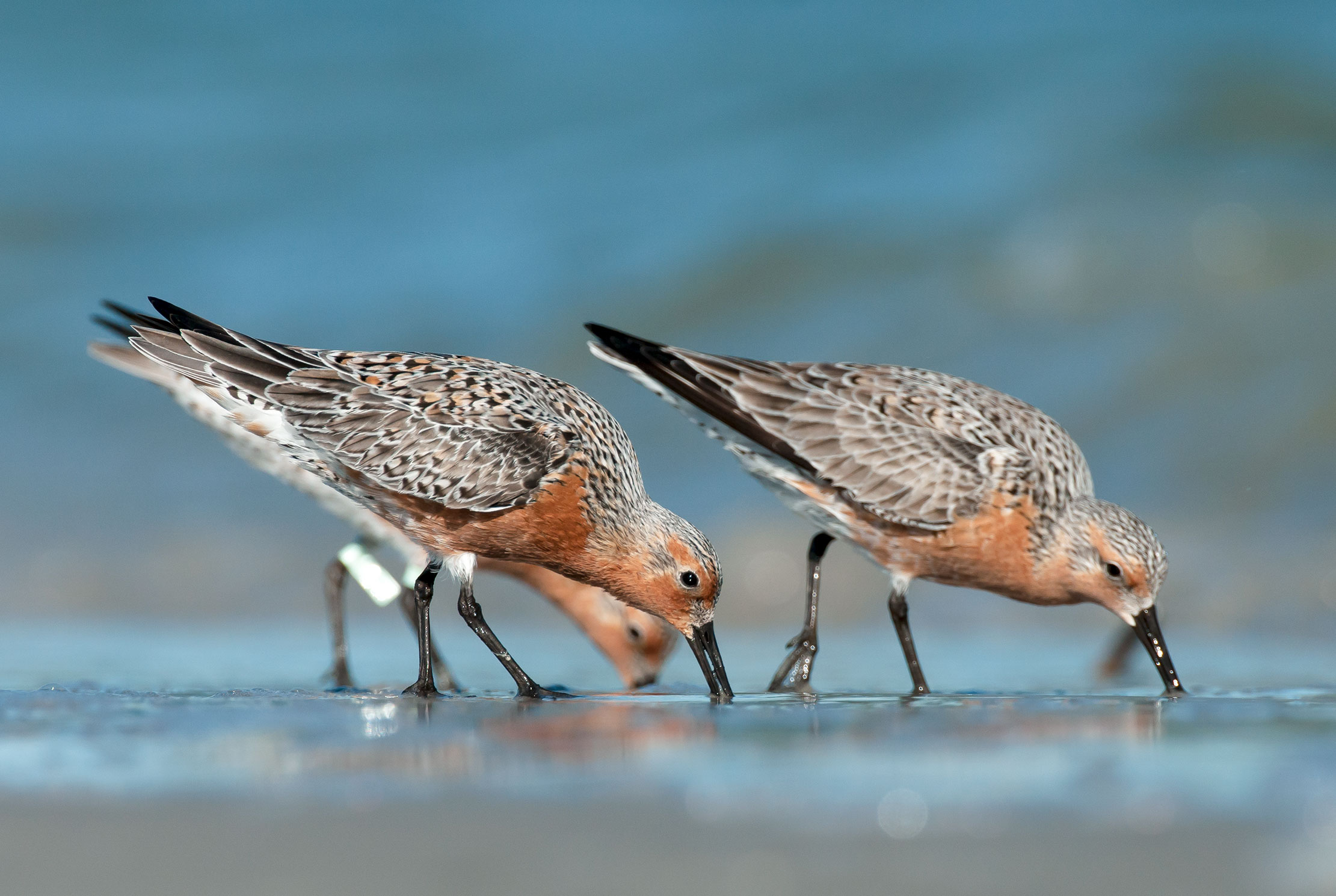 A New Sanctuary in Chile Will Protect the Red Knot’s Winter Home Audubon