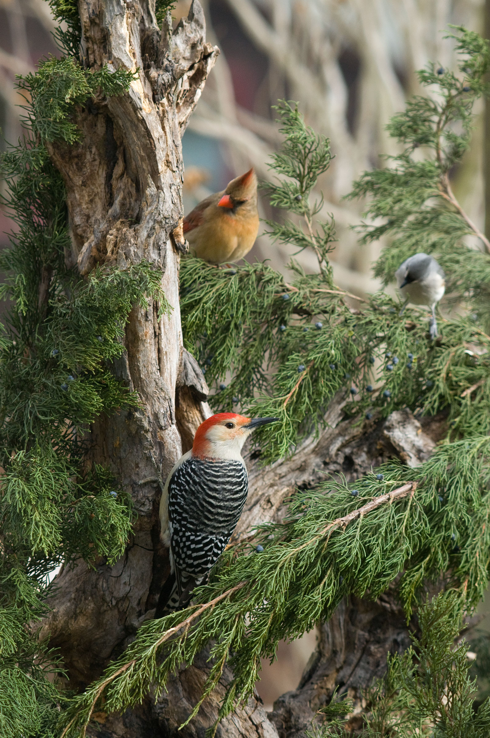 Northern Cardinal, Red-bellied Woodpecker, and Tufted Titmouse: These are a few of my favorite birding things . . . out East. Michele Black/Great Backyard Bird Count