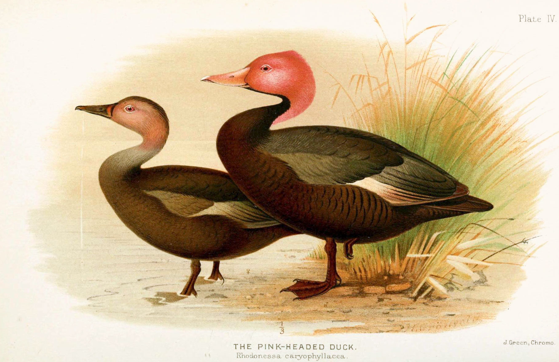 Pink-headed Duck. Illustration: Henrik Grønvold