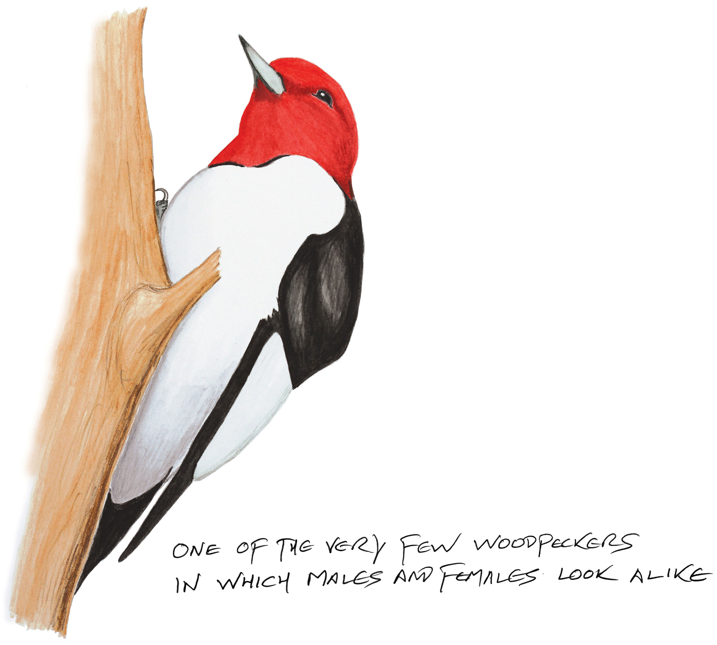 Illustration: Kenn Kaufman