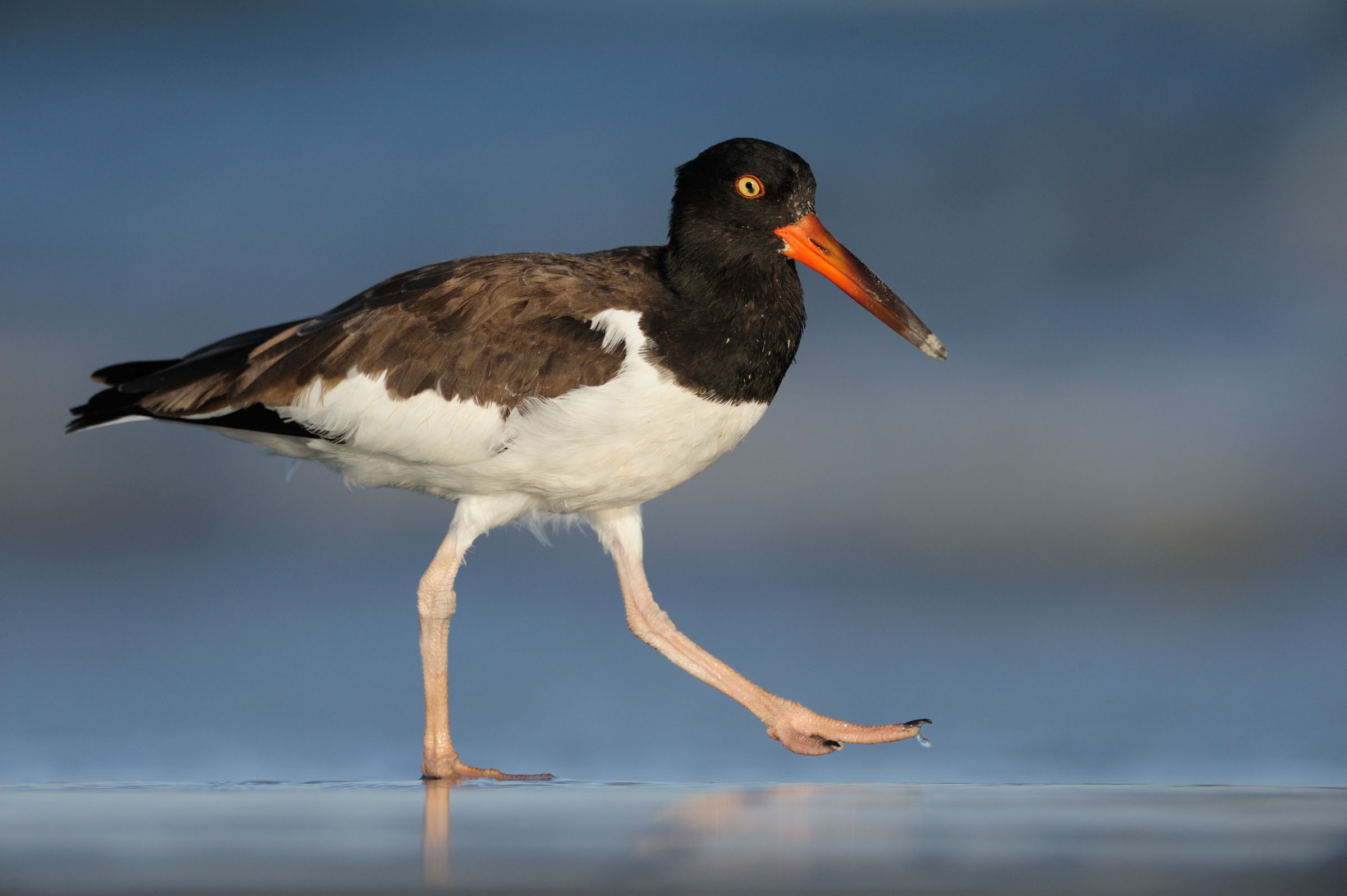 Oystercatcher Whidbey - 42mboas