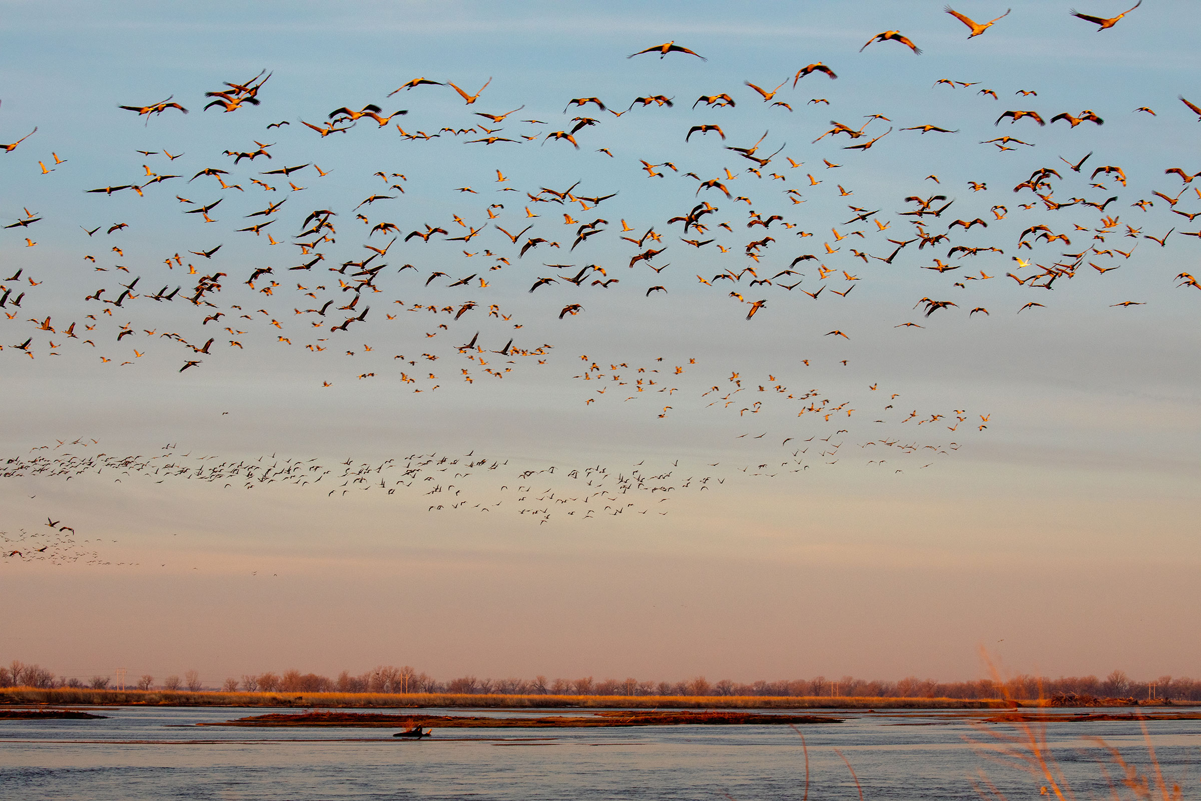 Buffalo County, Nebraska Rowe Sanctuary's Crane Camera Audubon