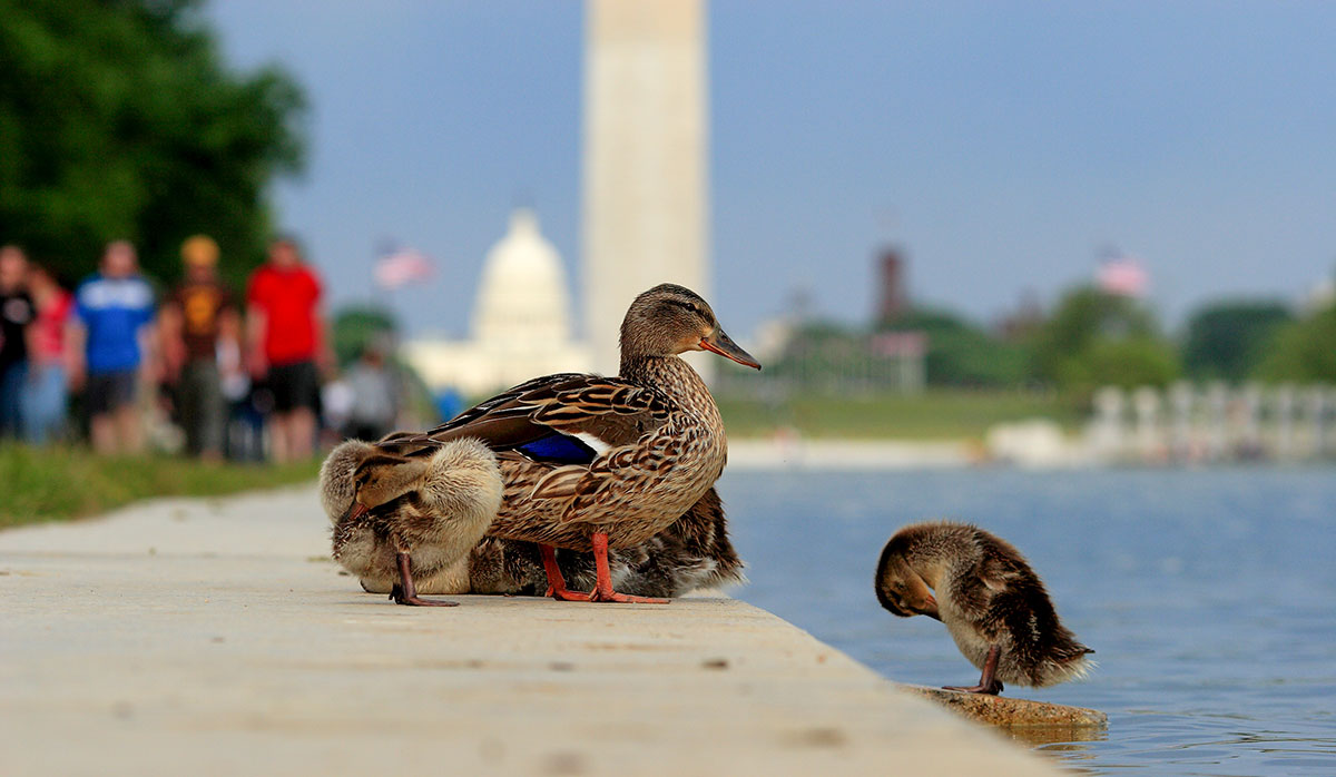 After Dozens of Duck Deaths, the Lincoln Memorial Reflecting Pool Gets