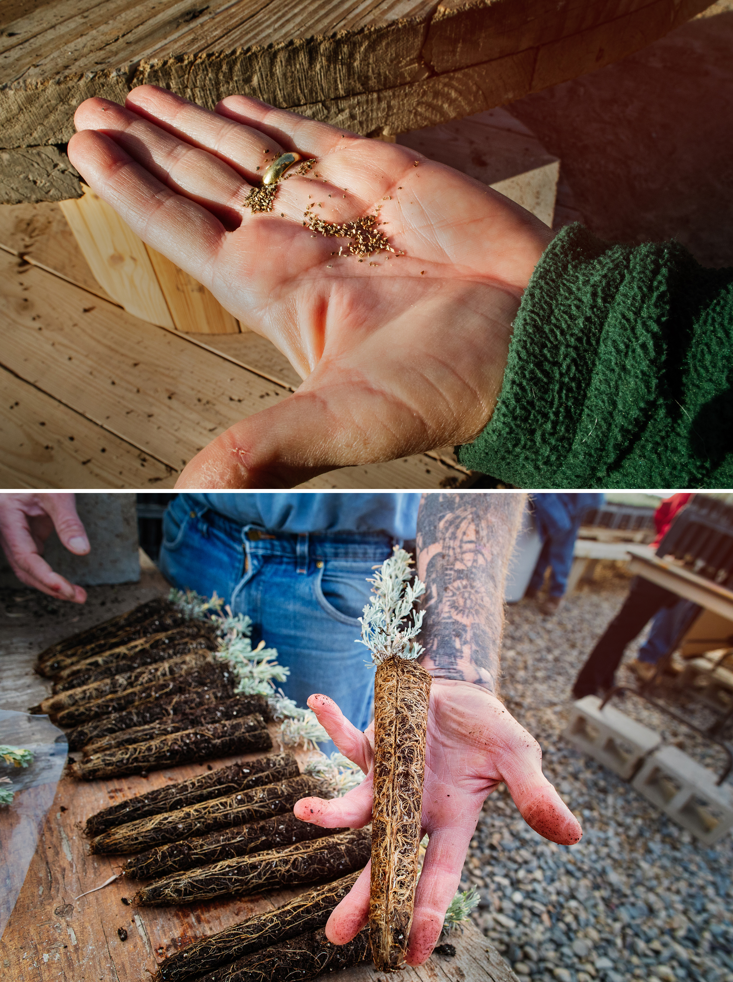 Sown in spring and cared for all summer by inmates, tiny seeds (top) by fall transform into plucky sagebrush seedlings with deep, healthy roots, ready for transplanting to restore habitat. Photos: Mike Fernandez/Audubon