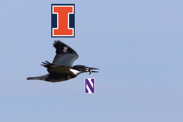 The University Of Illinois Might Make A Kingfisher Its New Mascot It