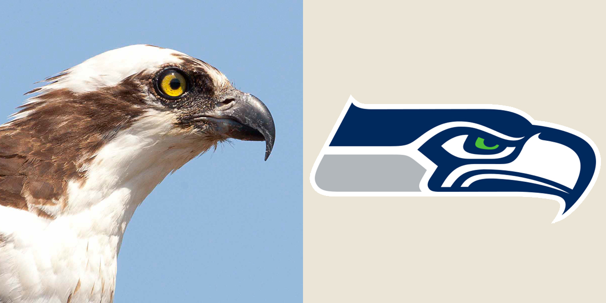 Left: Osprey. Thomas Brent/Audubon Photography Awards. Right: Seattle Seahawks logo