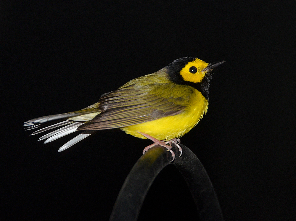 The Sounds and Sights of Nighttime Flights Audubon