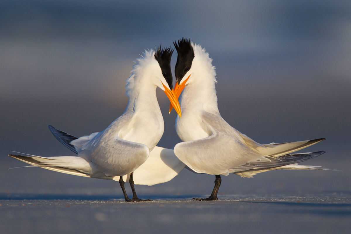 Royal Terns. Steve Ando/Audubon Photography Awards