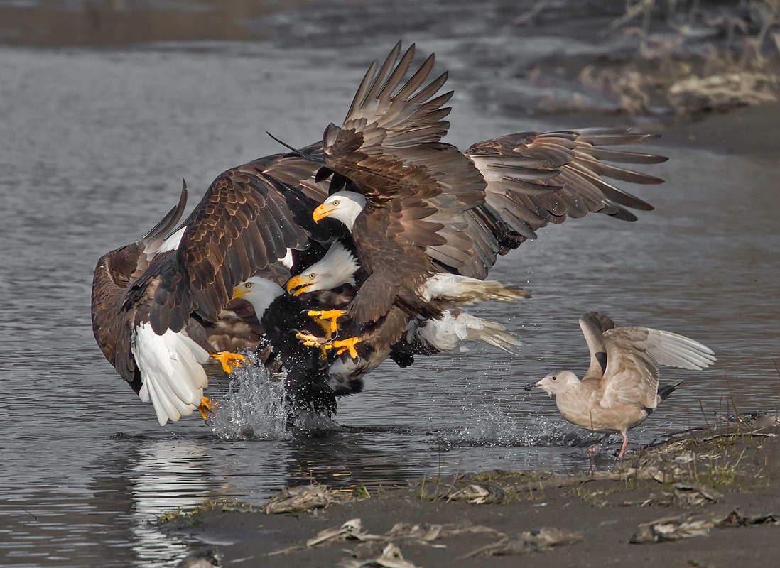 Bald Eagles and Glaucous-winged Gull. Robert Coonrad/Audubon Photography Awards