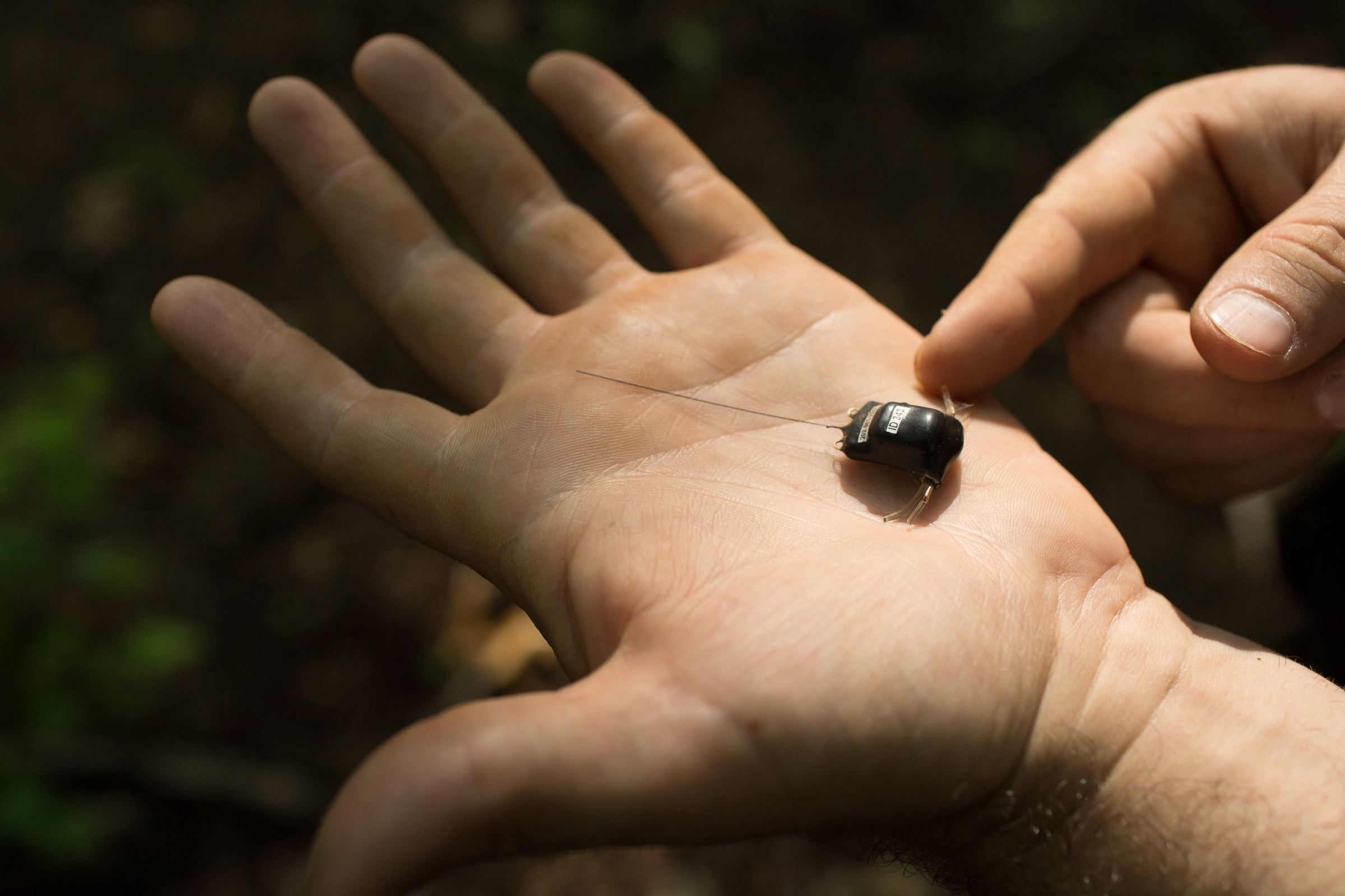 A single GPS tag costs $465. Justin Cook